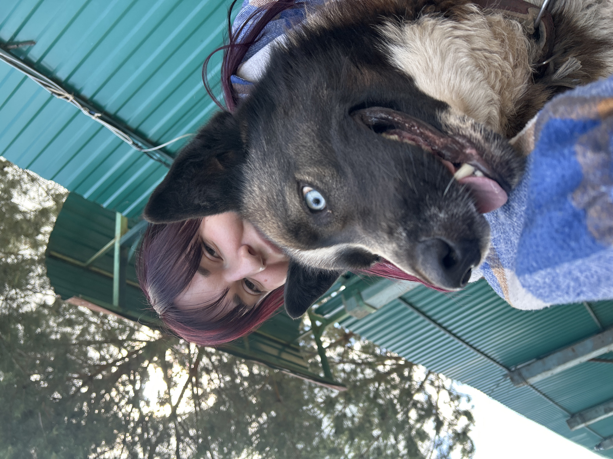 A woman with dark red hair and a woman's nose ring is taking a selfie outdoors with a dog. The dog is a husky with striking blue eyes and black and tan fur, and it is in the foreground, obscuring part of the woman's face. Both the woman and the dog are wrapped in a blue and white patterned blanket. In the background, there is a green corrugated metal fence, some trees, and a structure with a roof. The location is identified as Foky, Russia. The overall lighting suggests it is daytime, possibly late afternoon due to the soft light.