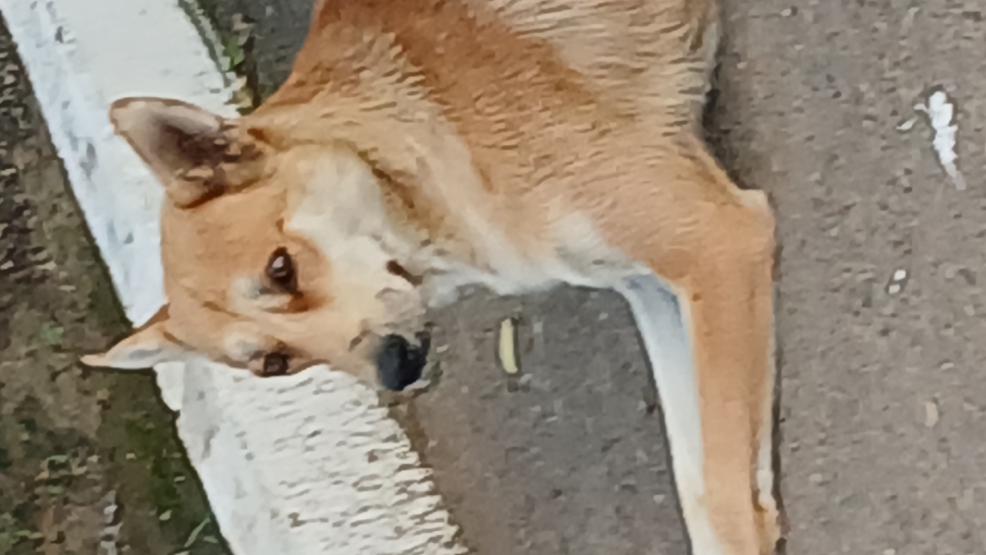 A medium shot shows a tan and white dog lying on its side on a paved surface. The dog has pointed ears and dark eyes. The background includes a white curb with some green vegetation behind it. The scene appears to be outdoors, likely in an urban or suburban environment. The location in the city of Oral, Kazakhstan, cannot be determined from the image.