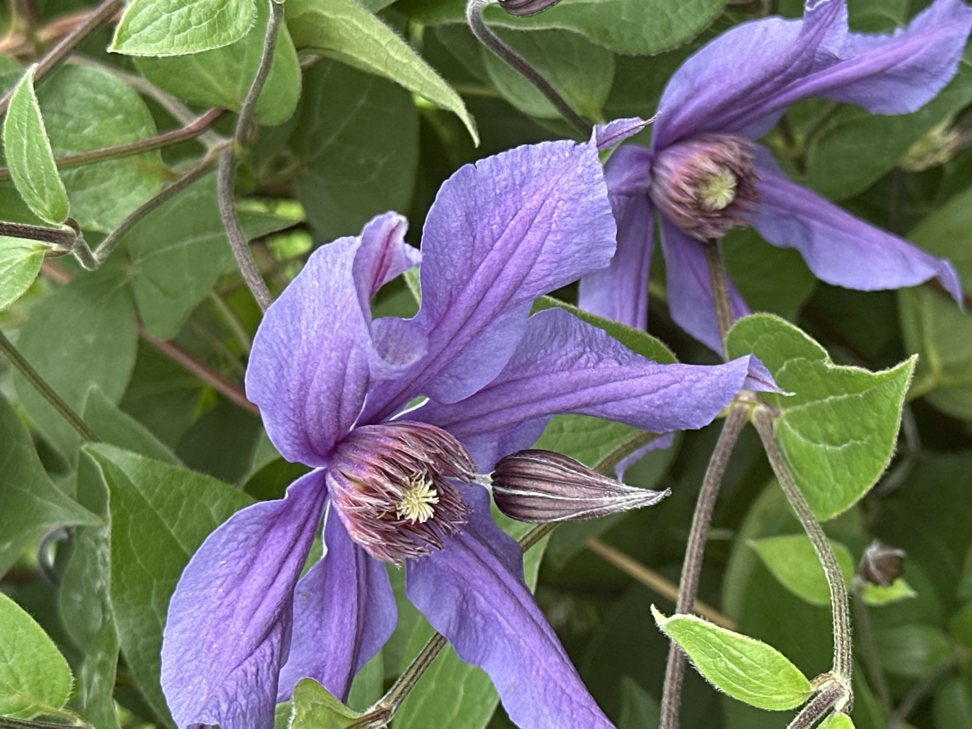 A close-up, eye-level shot shows two purple clematis flowers blooming amidst lush green foliage. The flowers have delicate, elongated petals and a prominent stamen cluster at their centers. One flower is fully open, its petals slightly ruffled, while the other is partially open, revealing its intricate inner structure. A closed bud, resembling a teardrop, hangs below the central flower. The surrounding leaves are a vibrant green, providing a soft, natural backdrop. The image was taken outdoors in a garden setting, presumably in Novogorbovo, Russia. The lighting is natural, highlighting the textures and colors of the flowers and leaves. No people or animals are visible.