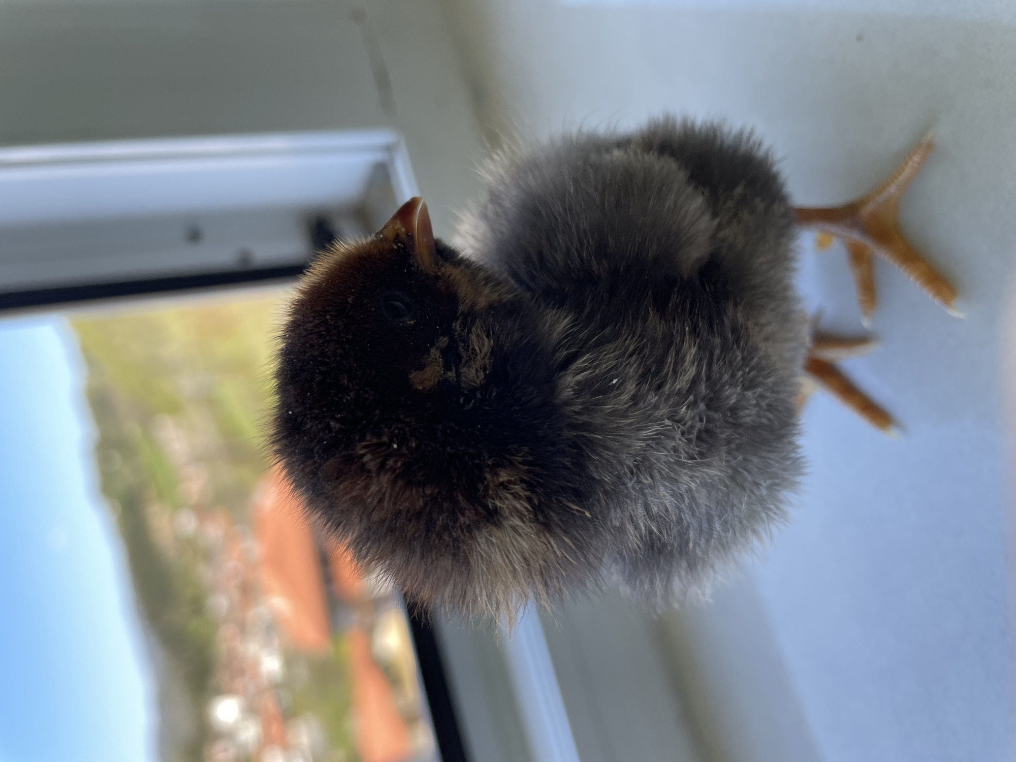 A close-up, slightly angled photograph shows a small, fluffy, dark-colored chick, likely a chicken, standing on what appears to be a white windowsill or similar surface. The chick has a dark brown head with a light-colored beak and dark eyes. Its body is covered in dense, downy gray and black feathers, giving it a rounded appearance. The chick's legs are slender and orangish-tan, with three toes visible on each foot.
In the blurred background, there is a partial view of an exterior scene. A window frame or similar structure is visible, framing a scene of greenery, rooftops (likely terracotta in color), and a bright blue sky. Based on the location, this view is indicative of the Bulgarian town of Zlatograd.