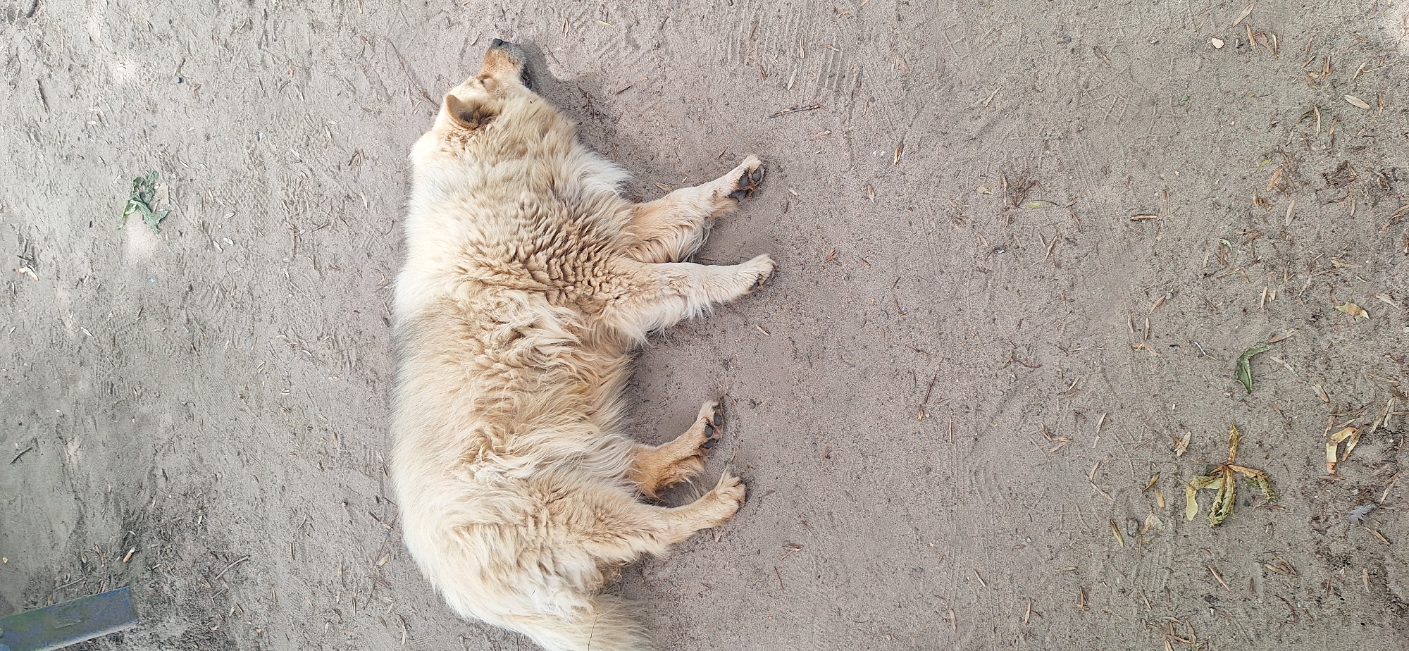 A light-colored, fluffy dog is lying on its side on a sandy or dirt ground. The dog's eyes are closed and its head is resting on the ground. The dog's fur is thick and appears to be matted in places. There are some dry leaves and twigs scattered on the ground around the dog. The background is blurred and appears to be an outdoor setting with some vegetation visible. The image appears to be taken during the daytime. The location of Bila Tserkva, Ukraine is not visually identifiable in the image.
