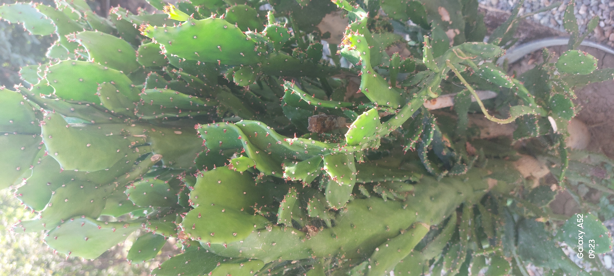 This is a close-up, vertical, eye-level photograph of a prickly pear cactus. The cactus is a vibrant green and densely packed with flat, paddle-shaped segments covered in small, reddish-brown spines. The spines are concentrated along the edges and are sparsely scattered across the surfaces of the pads. The lighting suggests it is daytime, with some sunlight filtering through the plant, creating a slightly hazy effect and highlighting the texture of the cactus. The background is out of focus, showing hints of foliage and possibly the ground, which appears to be covered in gravel. The bottom left corner of the image contains a watermark indicating "Galaxy A52 09:23." There are no people or animals visible in the image. The photograph does not contain any information that would suggest its location in Ganja City, Azerbaijan.