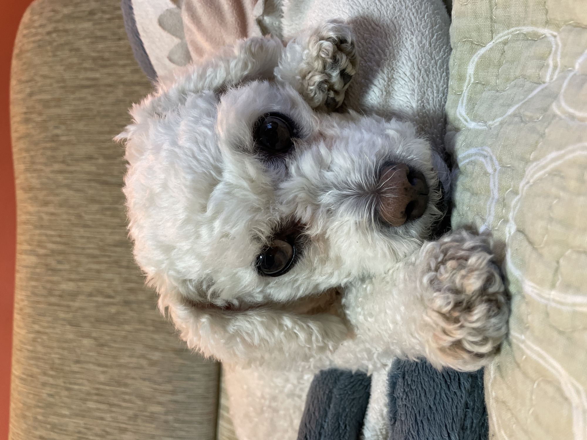 A small, white, fluffy dog with dark eyes and a pinkish-brown nose is lying on its side on a light-colored cushion or blanket. The dog is facing the camera. The background includes a patterned blanket and a neutral-colored surface, possibly a sofa. There is no information available about the location in Yekaterinburg, Russia.