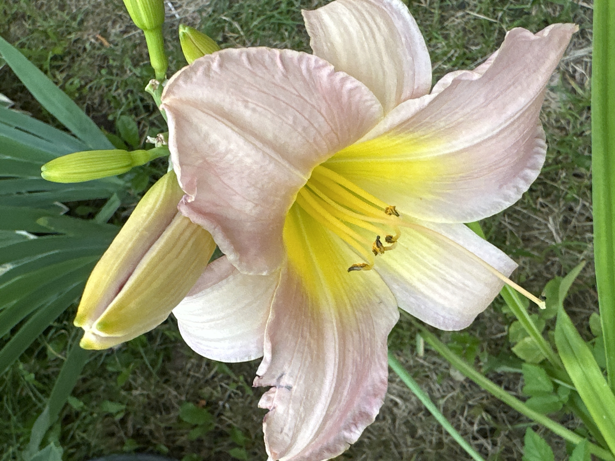 The image shows a close-up, eye-level view of a light pink and yellow daylily in bloom, with a partially opened bud and other buds in the background. The flower's petals are delicate and ruffled, with a gradient of color from pale pink on the outer edges to a bright yellow in the center. The stamens are a vivid yellow, tipped with brown anthers. The flower is set against a backdrop of green foliage and dry grass. The lighting is natural daylight, casting soft shadows and highlighting the textures of the petals and buds. The overall impression is one of natural beauty and growth. No specific location in Podolsk, Russia is identifiable from the image itself.