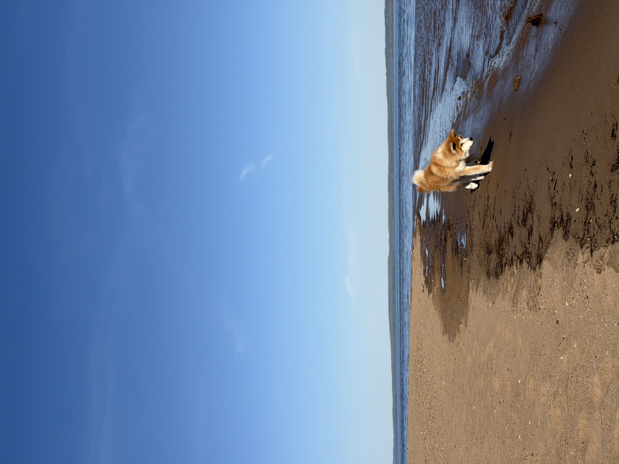 A medium shot reveals a medium-sized, tan and white Akita dog sitting on a sandy beach next to a body of water, likely a river or lake, under a clear blue sky. The beach is made of dark, wet sand closest to the water, with lighter, drier sand further away. The water’s edge is marked by small waves and ripples. The sky is a gradient of blue, slightly lighter near the horizon. The picture was taken on the beach in the city of Chaikovsky, Russia.