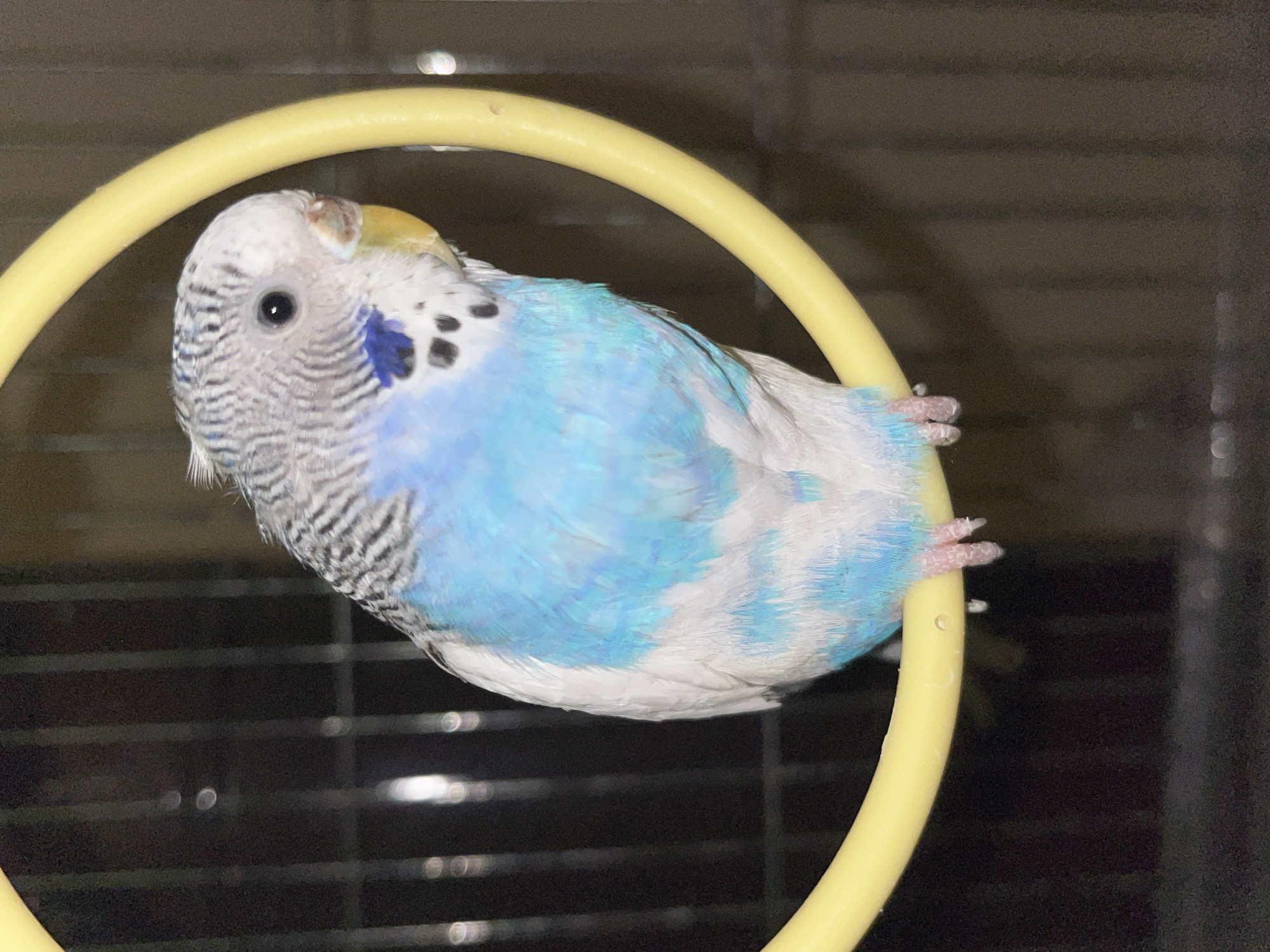 A parakeet, predominantly light blue and white with black stripes on its head, is perched inside a yellow plastic ring. The bird is positioned slightly off-center with its head towards the left. The background is dark and indistinct, appearing to be the inside of a cage. The location, city of Shumen, Bulgaria, cannot be determined from the image.