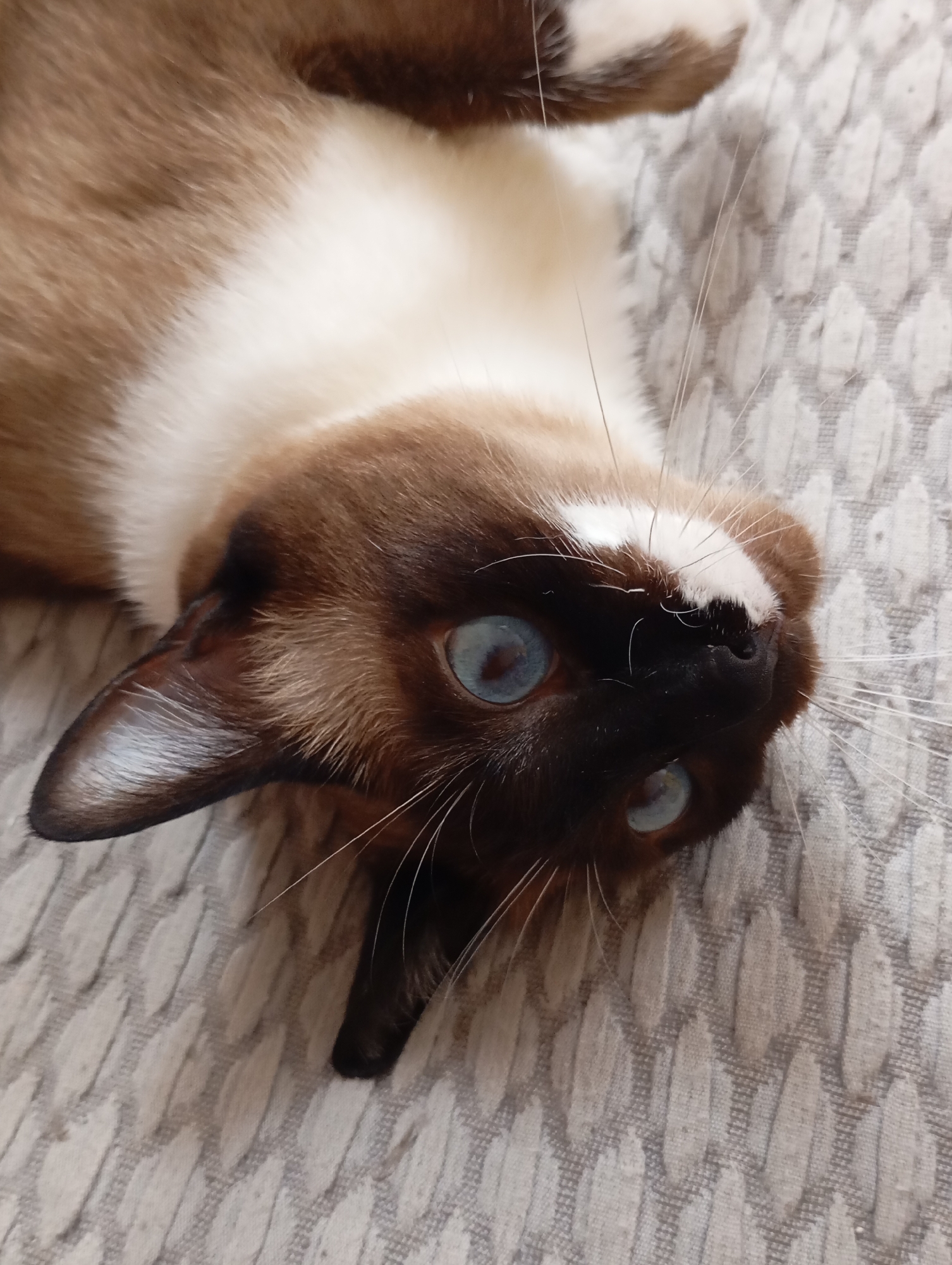 This is a close-up, upside-down shot of a Siamese cat with striking blue eyes. The cat's fur is a mix of brown points on its face, ears, and the top of its head, contrasted with a white chest and belly. Its eyes are wide open and focused, giving it an alert and curious expression. Long white whiskers fan out from its muzzle. The cat is lying on a textured, light-colored surface, possibly a sofa or rug, with a woven pattern. The lighting suggests it's daytime, likely indoors, creating a soft, natural illumination that highlights the cat's features and the texture of its surroundings. There is no visible text in the image. The scene appears to be a relaxed moment, with the cat comfortably positioned and engaged with the viewer.