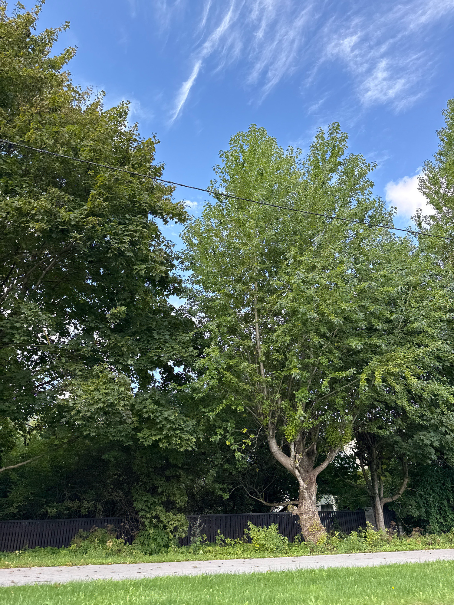 The image depicts a street scene in Tallinn, Estonia, characterized by lush green trees, a black wooden fence, and a paved road. The sky is a vibrant blue, with wispy white clouds streaking across it. Power lines are visible strung between the trees, suggesting an urban or suburban setting. The trees are full of dense foliage, indicating a summer or early autumn season. The overall impression is one of a peaceful, natural environment integrated with man-made elements.