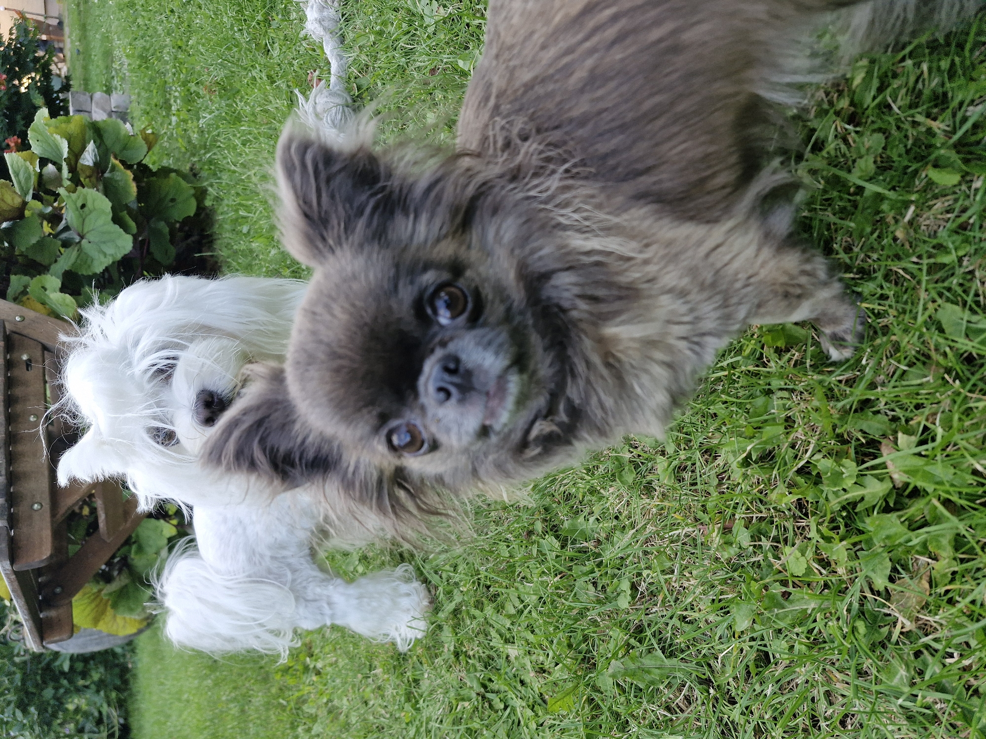 The image shows two dogs on a grassy lawn. In the foreground, a small, fluffy, long-haired brown dog is looking at the camera. Its body is mostly in focus, and its face is slightly blurred. Behind it, a larger white dog with long, shaggy fur stands to the left. It is also looking towards the camera. A wooden structure, possibly part of a bench or table, is visible behind the white dog. Lush green foliage grows behind the wooden structure. A thick white rope is visible on the grass in the middle ground. The image appears to have been taken outdoors, in a garden or park setting.