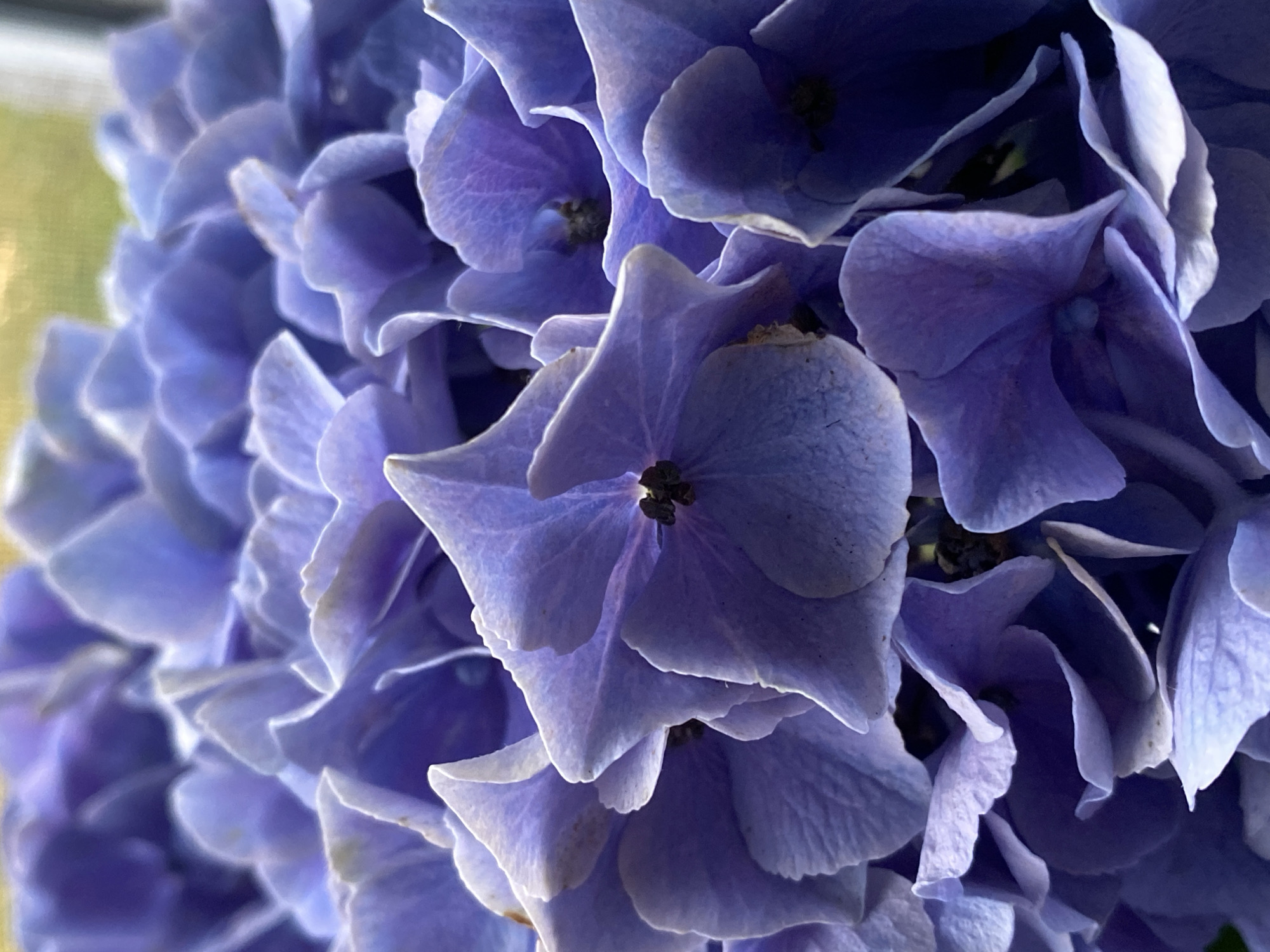 A close-up, macro photograph captures a dense cluster of vibrant purple hydrangea flowers. The petals are detailed and layered, with some showing slight variations in color and texture, indicating natural variations within the bloom. The lighting creates subtle shadows and highlights, emphasizing the delicate curves and folds of the petals. The background is softly blurred, with hints of green and yellow suggesting an outdoor, natural setting. The image does not contain any people, actions, or interactions. The provided location information is not depicted in the visual elements of the image itself.
