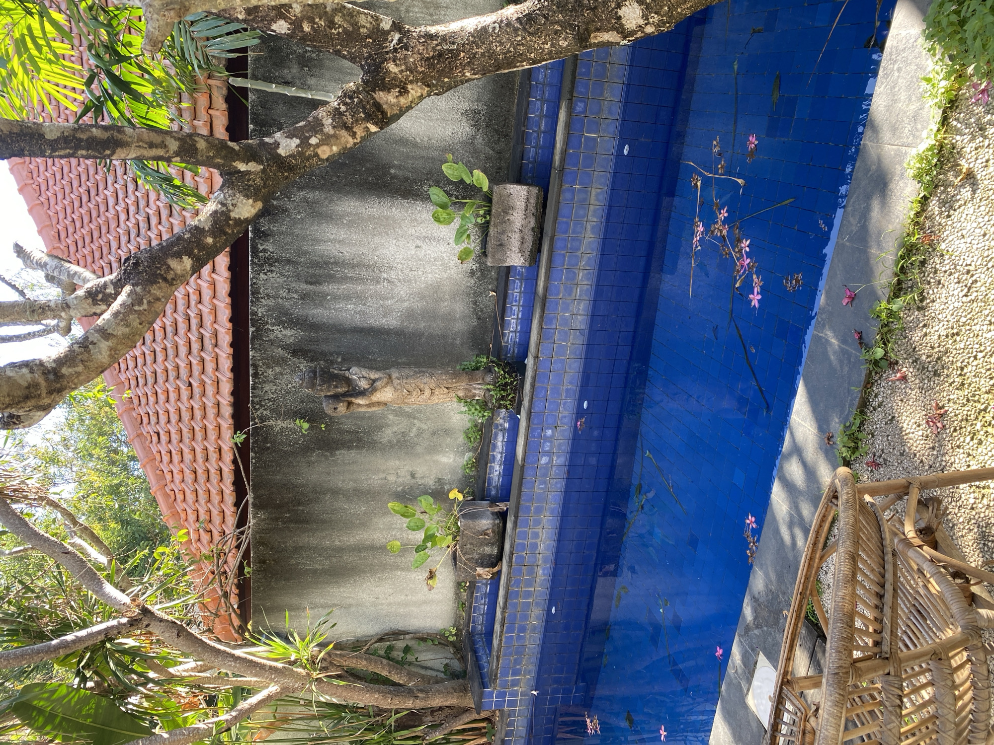 The image shows an outdoor swimming pool in Kuta Selatan, Indonesia. The pool is rectangular and filled with bright blue water. The sides of the pool are lined with blue tiles. Several pink flowers and some plant debris float on the surface of the water.
Surrounding the pool, the environment is lush and tropical. A textured gray wall forms the backdrop. On top of this wall, a traditional Balinese tiled roof with terracotta tiles is visible. To the left of the pool, a stone statue of a human figure stands next to a potted plant with green leaves. To the right of the pool, another potted plant with green leaves sits on the edge.
The foreground features a woven rattan chair placed on a gravel and pebble ground. Green vegetation grows around the edges of the pool and on the ground. Trees with rough bark and branches overhang the scene, with their leaves creating dappled shade. The overall impression is one of a tranquil, outdoor space with a clear emphasis on natural elements and Balinese architectural style. The lighting suggests it is daytime, likely late morning or early afternoon, with bright sunlight.
