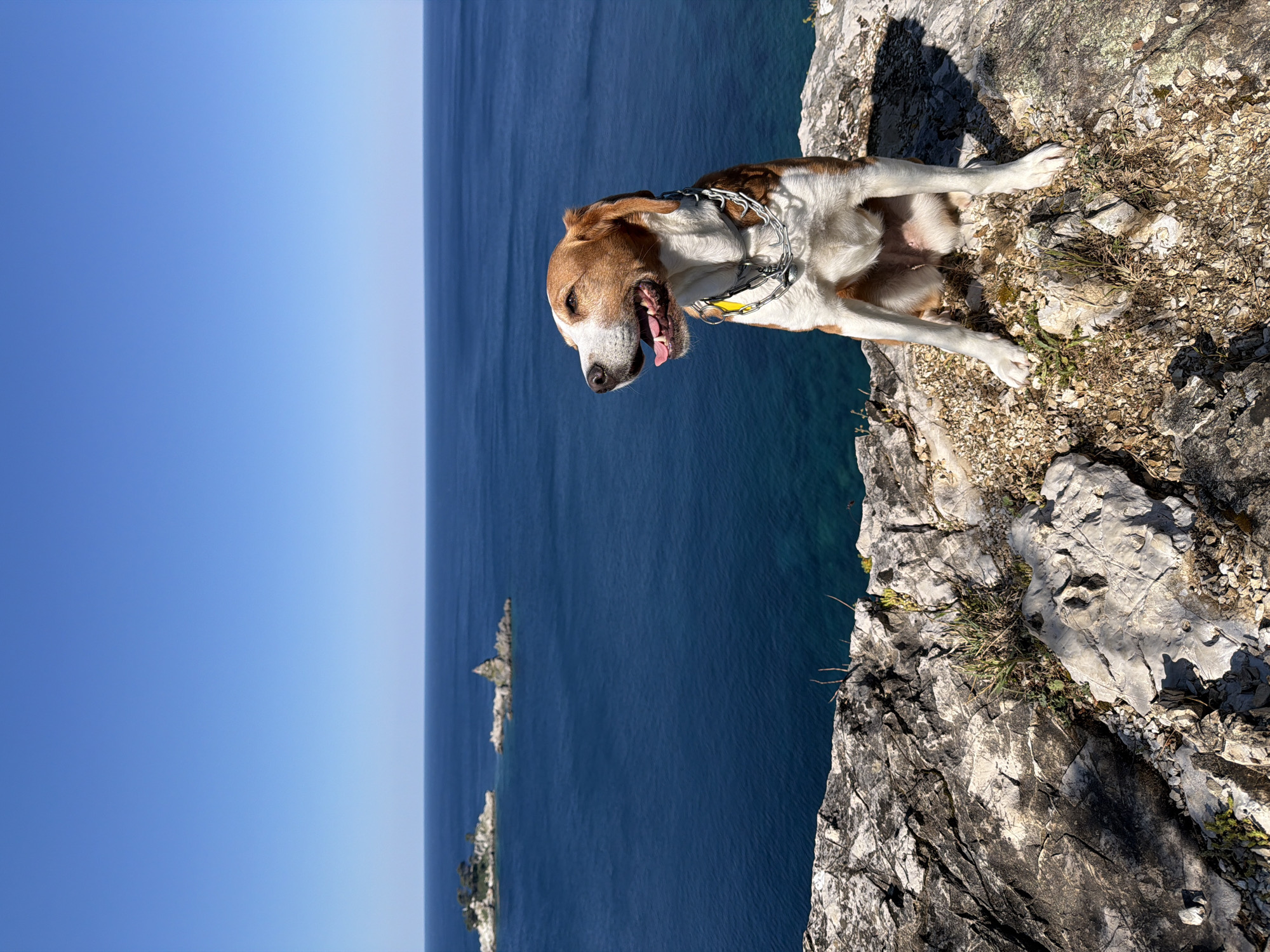 A brown and white dog, possibly a Beagle or similar breed, is captured sitting or lying on a rocky cliff edge overlooking the sea. The dog is positioned on the right side of the frame, looking towards the left with its mouth open and tongue slightly out, suggesting it is panting or happy. It wears a metal chain collar with a small yellow tag. The foreground shows dry, rocky terrain with sparse vegetation and clear shadows, indicating bright sunlight. To the left and in the background, a vast, calm, deep blue sea stretches to the horizon, meeting a clear, light blue sky. Several small, rocky islets are visible in the distant sea. The sun is high, creating sharp shadows on the rocks. The overall scene depicts a sunny, clear day at a coastal location, specifically identified as Petrovac na Moru, Montenegro. No text is visible in the image.