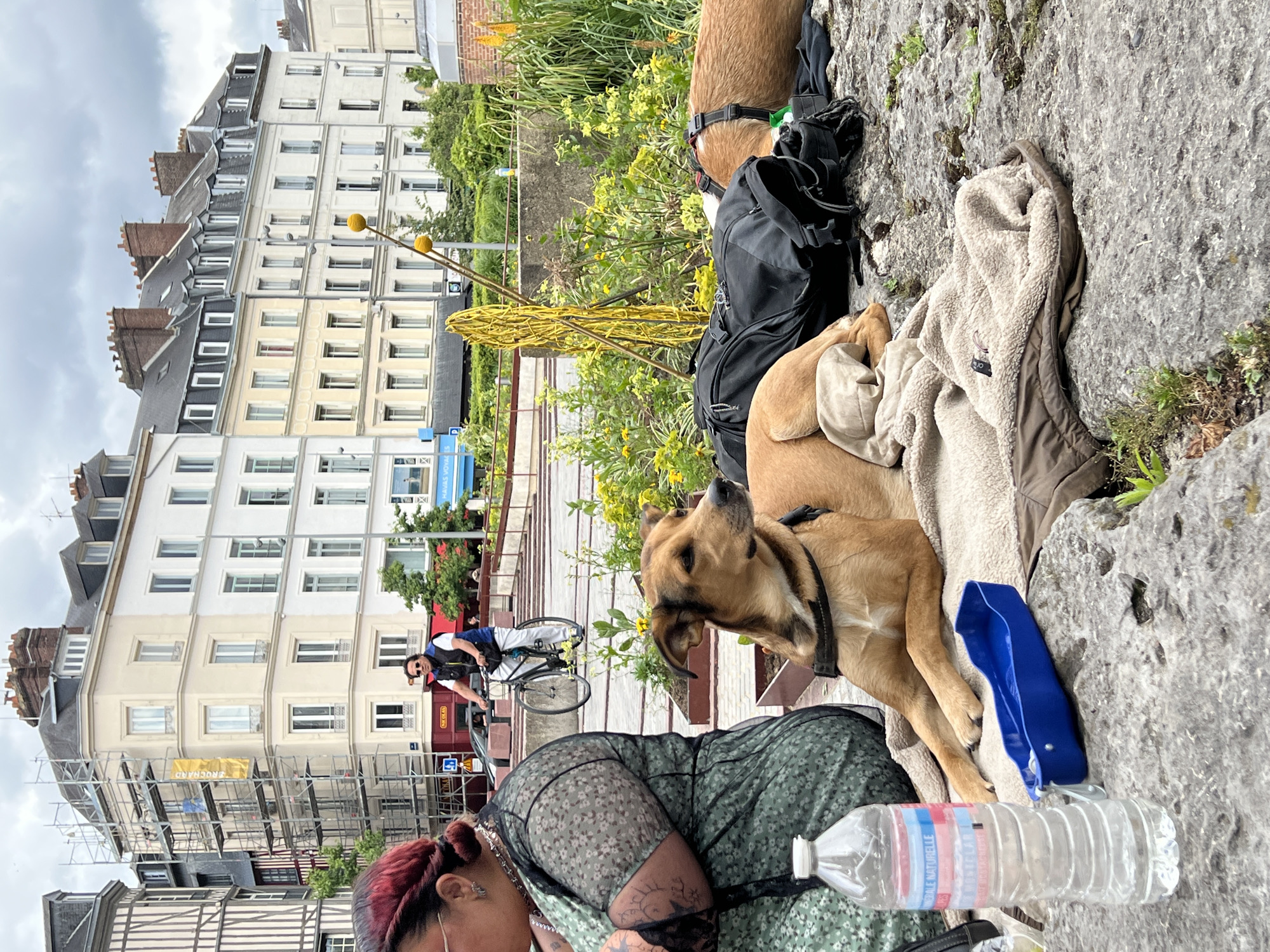 The image captures an outdoor urban scene in Rouen, France, under an overcast sky. In the foreground, a person with reddish-brown hair, wearing a dark green, sheer, floral-patterned dress over another garment, is seated on the left, facing away from the viewer. Tattoos are visible on their right arm. Adjacent to them on a textured rock surface are a clear plastic bottle labeled "MINÉRALE NATURELLE" and a blue collapsible dog bowl.
Centered in the foreground and mid-ground is a light brown, short-haired dog wearing a black harness, lying on a light-colored fleece blanket or towel, looking to the right. To its right, a large black backpack rests on the rocky ground, partially obscuring the hindquarters of another light brown dog, also lying down. Further to the right, a reddish-brown dog is visible, lying prone with a harness, on a similar blanket.
In the mid-ground, a man wearing sunglasses, a white t-shirt, and a dark blue or black sleeveless vest cycles a black bicycle from left to right across a paved area. Behind the resting dogs and the cyclist are green planters or garden beds containing various plants and yellow flowers. Two tall yellow poles with spherical tops and a cluster of coiled yellow material are positioned within these greens.
The background consists of a street and multiple multi-story buildings. On the far left, a half-timbered building is visible. The central background features a cream-colored, five-story building with a dark roof, currently enveloped in metal scaffolding that supports a vertical yellow banner bearing the text "ROUENARD". To its right, a series of light-colored, classical European apartment buildings with dark mansard roofs and chimneys line the street. A "Havas Voyages" sign is visible on one of these buildings in the mid-right background. The ground beneath the foreground subjects is rough, light-colored rock.