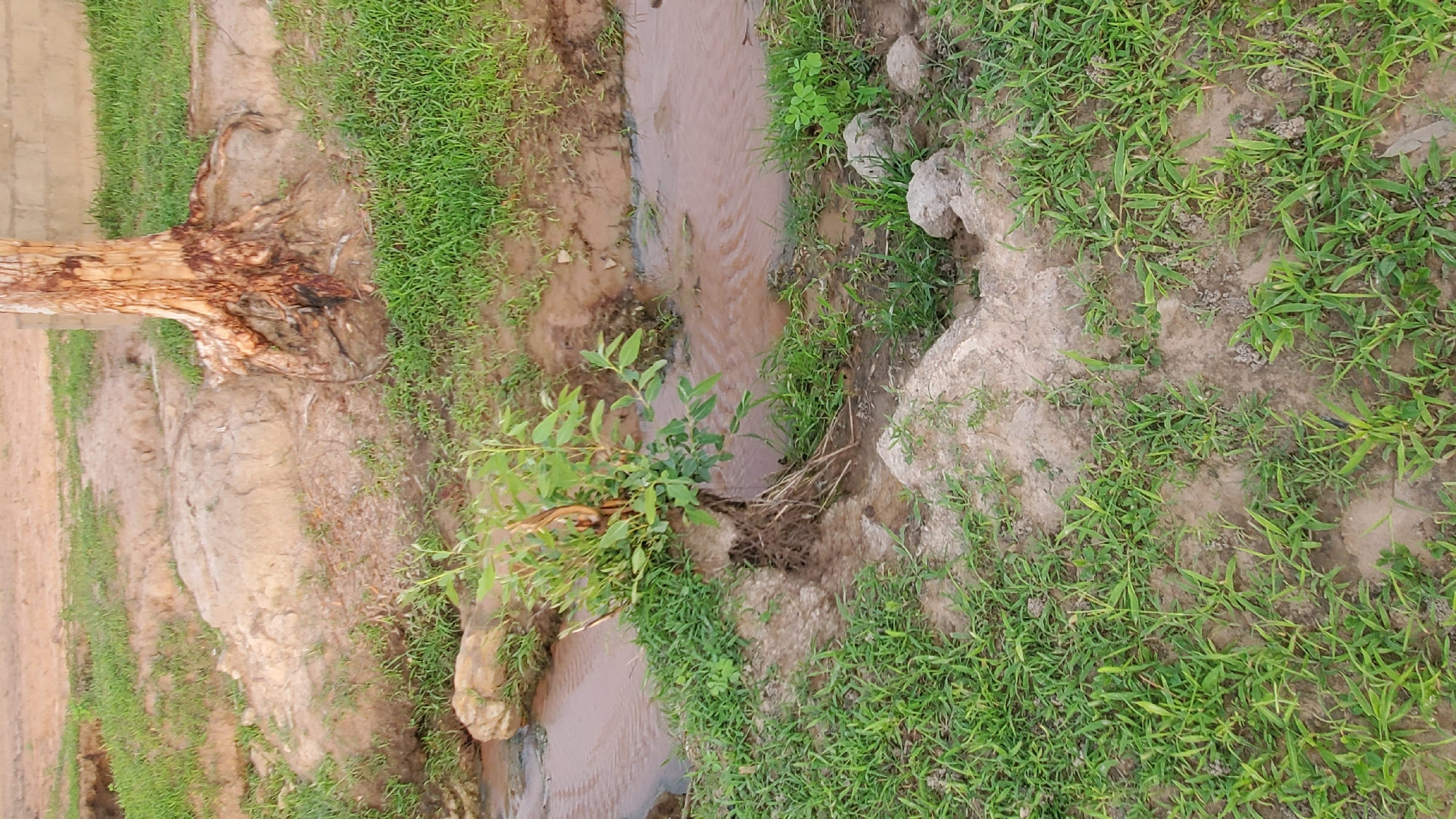 This image depicts an outdoor scene near a stream in Jalingo, Nigeria. A small tree with exposed roots is partially submerged in the muddy brown water, which flows through a channel carved into the earth. The surrounding ground is covered in green grass and patches of dirt. In the background, a portion of a brick wall is visible, suggesting a nearby structure. The scene appears natural and undeveloped, likely in a rural or semi-rural area within Jalingo.
