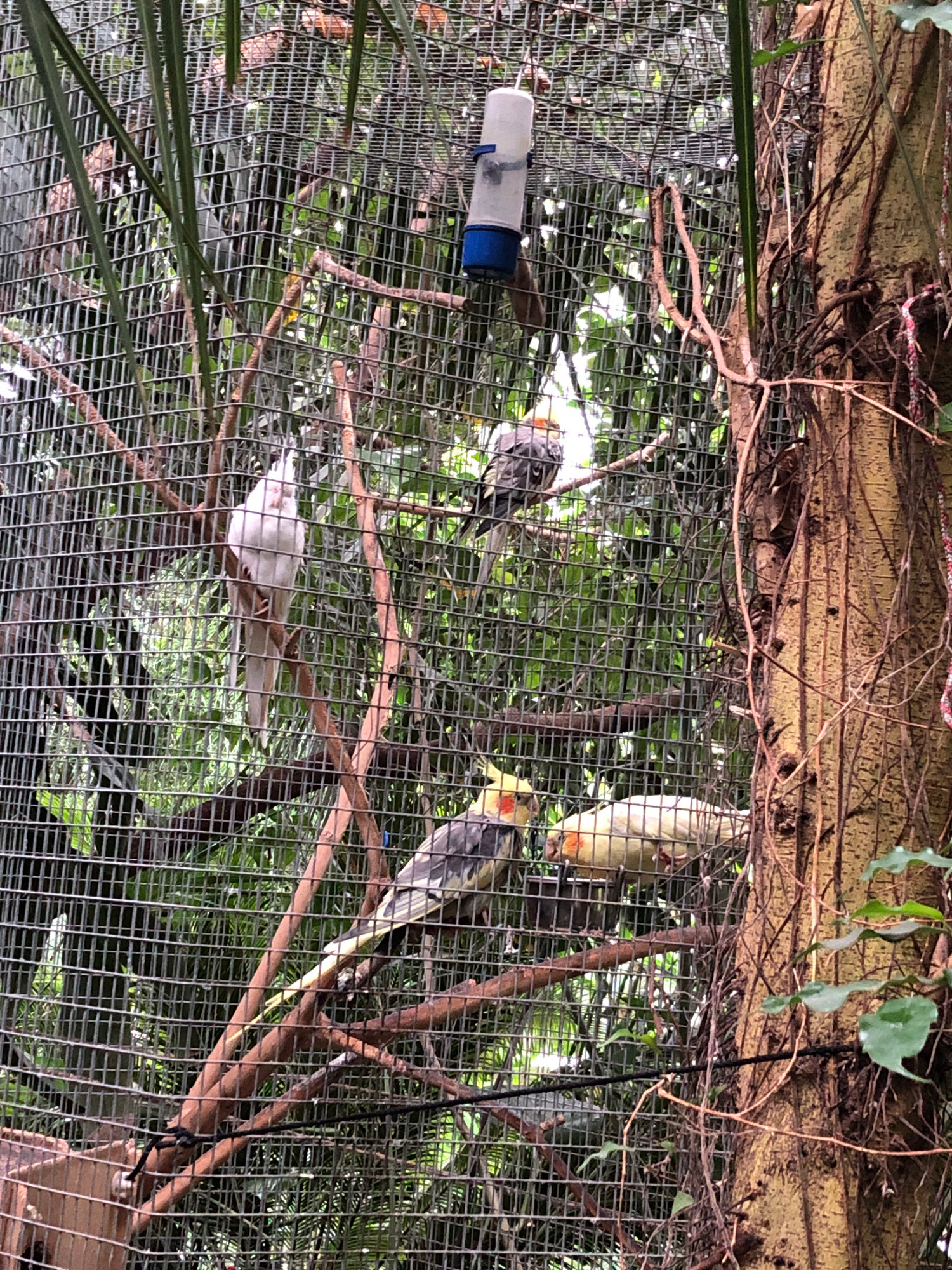 The image depicts a group of cockatiels within an aviary, likely at the Lviv Zoological Park in Lviv, Ukraine. Several birds are visible perched on branches. One cockatiel, primarily white with a crested head, is positioned in the upper left quadrant. To its right, a bird with grey and yellow plumage is seated. In the lower half of the image, two more cockatiels are present: one is grey and yellow with orange cheek patches, and the other is a paler yellow with orange cheek patches. A white plastic water dispenser with a blue cap hangs on the wire mesh enclosure in the upper left portion of the frame. The aviary is densely vegetated with green foliage and branches, and a large tree trunk with vines is prominent on the right side of the image, forming part of the enclosure's structure. The scene is viewed from the outside of the aviary, with the wire mesh creating a grid-like overlay across the entire image.