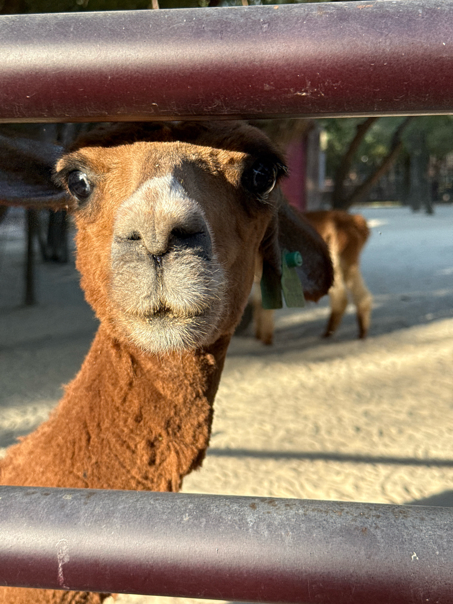 An alpaca with brown fur and light-colored fur around its nose and eyes is looking directly at the camera. It is partially obscured by a red horizontal bar in the foreground and appears to be behind a fence. Another alpaca, out of focus and with brown and cream-colored fur, is visible in the background to the right. The ground is sandy and appears to be outdoors, possibly in an enclosure or zoo setting. The scene is lit by sunlight, casting shadows. The specific location in Tashkent, Uzbekistan, cannot be determined from the image.