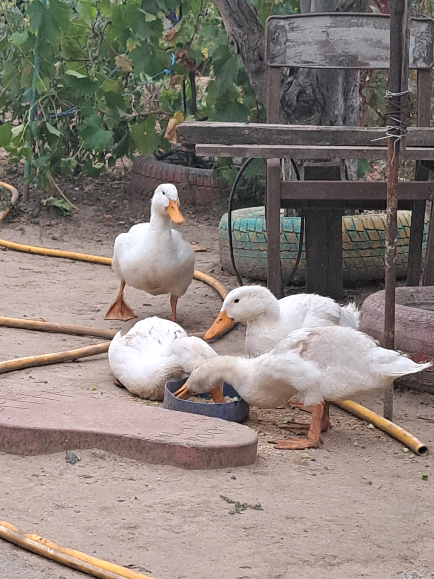 Four white domestic ducks are gathered on dusty ground in Vypasne, Ukraine. Three ducks are actively feeding from a blue bowl, with two of them bending their heads down to peck at the food. The fourth duck stands upright, facing to the left with its beak open. The background consists of vegetation, a tree, and several old tires, suggesting a rural or semi-rural setting. A yellow hose lies on the ground in the foreground.