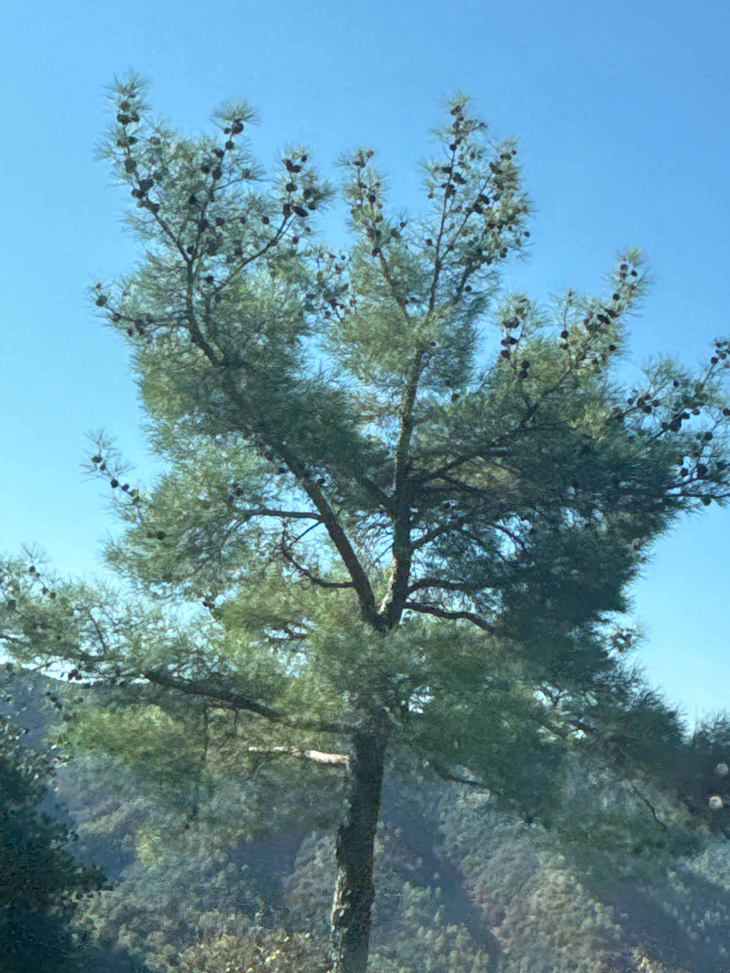 A pine tree with numerous small pinecones stands against a clear blue sky. The tree's branches, laden with needles and cones, extend outwards and upwards. In the background, a hazy view of rolling hills covered in vegetation suggests a natural or semi-rural environment. The scene is a static outdoor photograph, capturing a moment in time. The location is identified as Mylikouri, Cyprus, implying this is a characteristic landscape feature of the area. There are no people or explicit actions depicted. The lighting appears to be natural daylight.