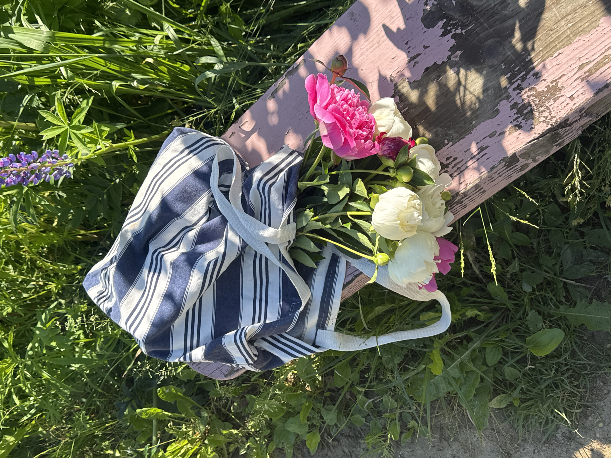 A striped tote bag rests on a weathered pink wooden bench, with a bouquet of peonies spilling out. The flowers are a mix of white and bright pink, with some buds still closed. The bench is situated outdoors, on a patch of green grass with some gravelly ground visible to the left. In the background, tall green foliage and a purple lupine flower can be seen. The scene appears to be set during daylight hours, with sunlight casting shadows on the bench and surrounding vegetation. The overall impression is one of a quiet, natural setting. The image likely depicts a scene from Chashcha, Russia, given the provided context.