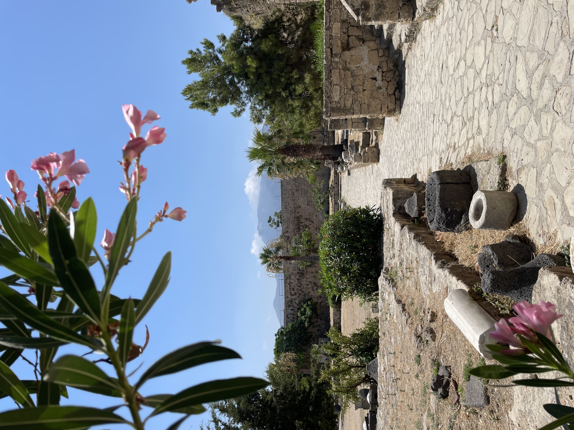 This image depicts the Kyrenia Castle ruins in Kyrenia, Northern Cyprus. In the foreground, a paved walkway leads through an area with scattered ancient stone debris, including a broken marble column and dark volcanic rocks. Pink oleander flowers are in bloom on the left side, partially obscuring the view. The path winds towards a stone wall and an overgrown area with green bushes and a palm tree. Behind this, a larger, weathered stone wall stretches across the middle ground, separating the archaeological site from the background. In the distance, more trees, including pine trees, are visible, and beyond them, hazy mountains rise against a clear blue sky. The scene is bathed in bright daylight, suggesting a warm, sunny day. No people are present in the image.
