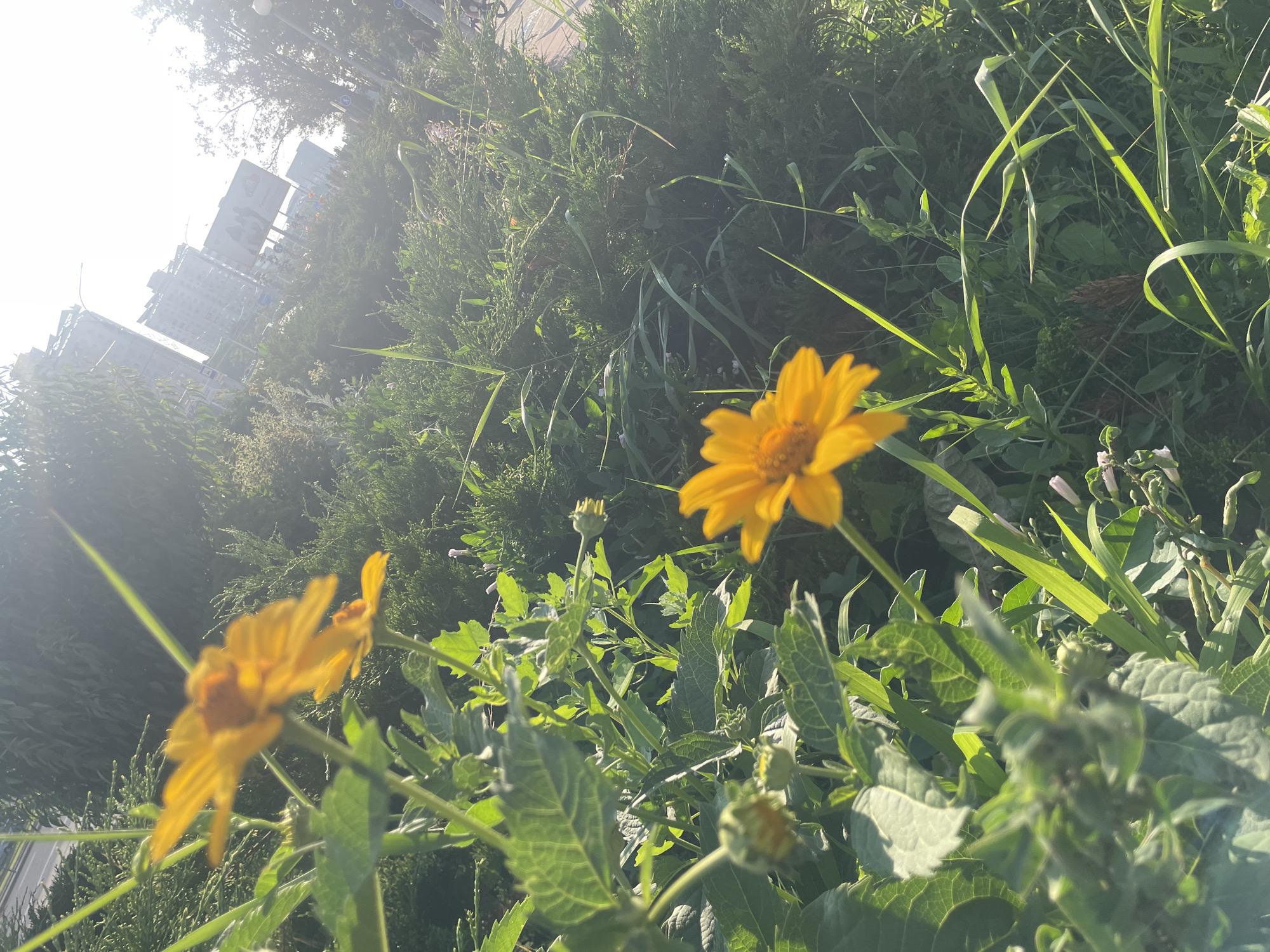 In an outdoor urban environment, the foreground features several bright yellow flowers and green foliage, with some out-of-focus buds. In the midground, a dense green bush lines a pathway. In the background, tall buildings are visible against a bright sky, suggesting a sunny day. The image is taken from a low angle, looking upwards.