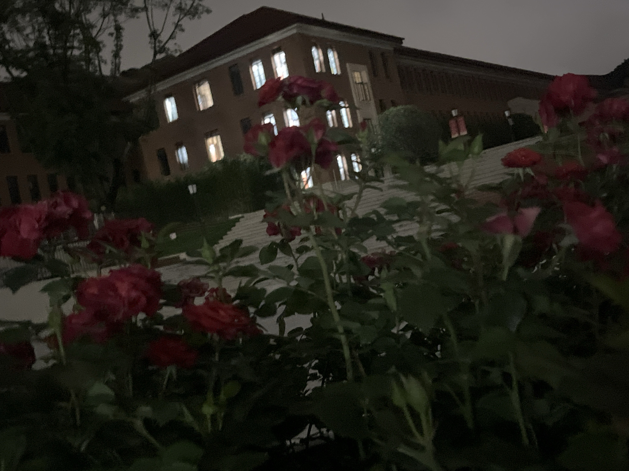 The image depicts a nighttime view of a building with illuminated windows, likely a dormitory or office building, with lush red roses in the foreground. The building is constructed of brick and has a dark roof. The roses are in full bloom and are a prominent feature in the composition. The sky is overcast and dark. The scene appears to be located in a residential or academic area. Based on the information provided, the location is the city of Yuzhong District, China. There are no people or actions visible in the image.