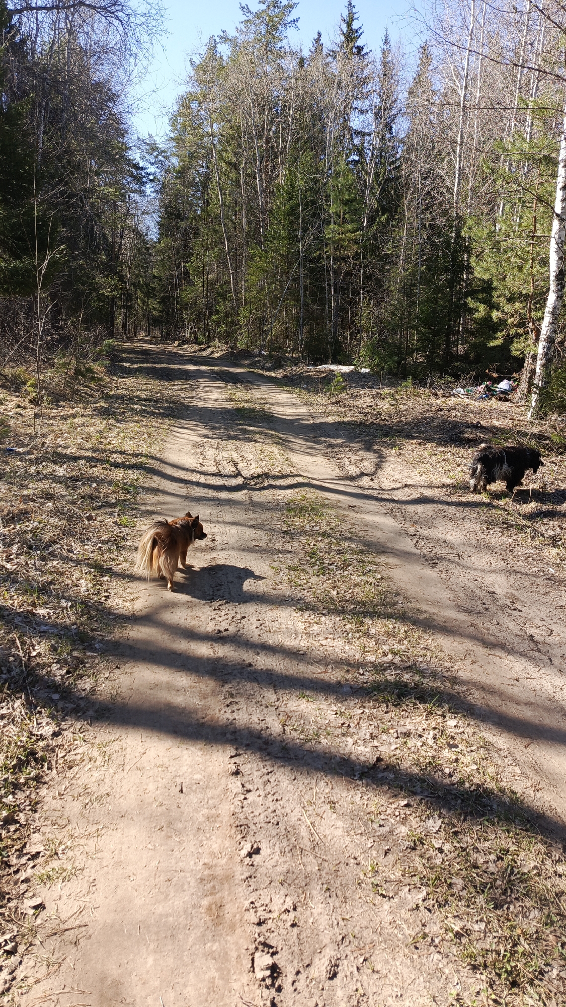 Here's a detailed description of the image:
**Setting:** The image appears to be taken outdoors on a dirt road or path running through a forest. The trees lining the path are a mix of coniferous and deciduous species, some still bare and others showing signs of early spring foliage. The sky is clear and blue.
**Subjects:** Two dogs are present in the scene.
* One dog in the foreground is light brown with a long coat and is walking down the path.
* The second dog is dark-colored with a shaggy coat, located on the right side of the path further away from the camera.
**Objects:** Other elements include the dirt path, leaf litter on the forest floor, and fallen branches. A pile of garbage is visible along the edge of the road.
**Actions/Interactions:** The dogs appear to be traveling along the path.
**Environment:** The overall environment suggests a rural or semi-rural setting. The light indicates a sunny day.