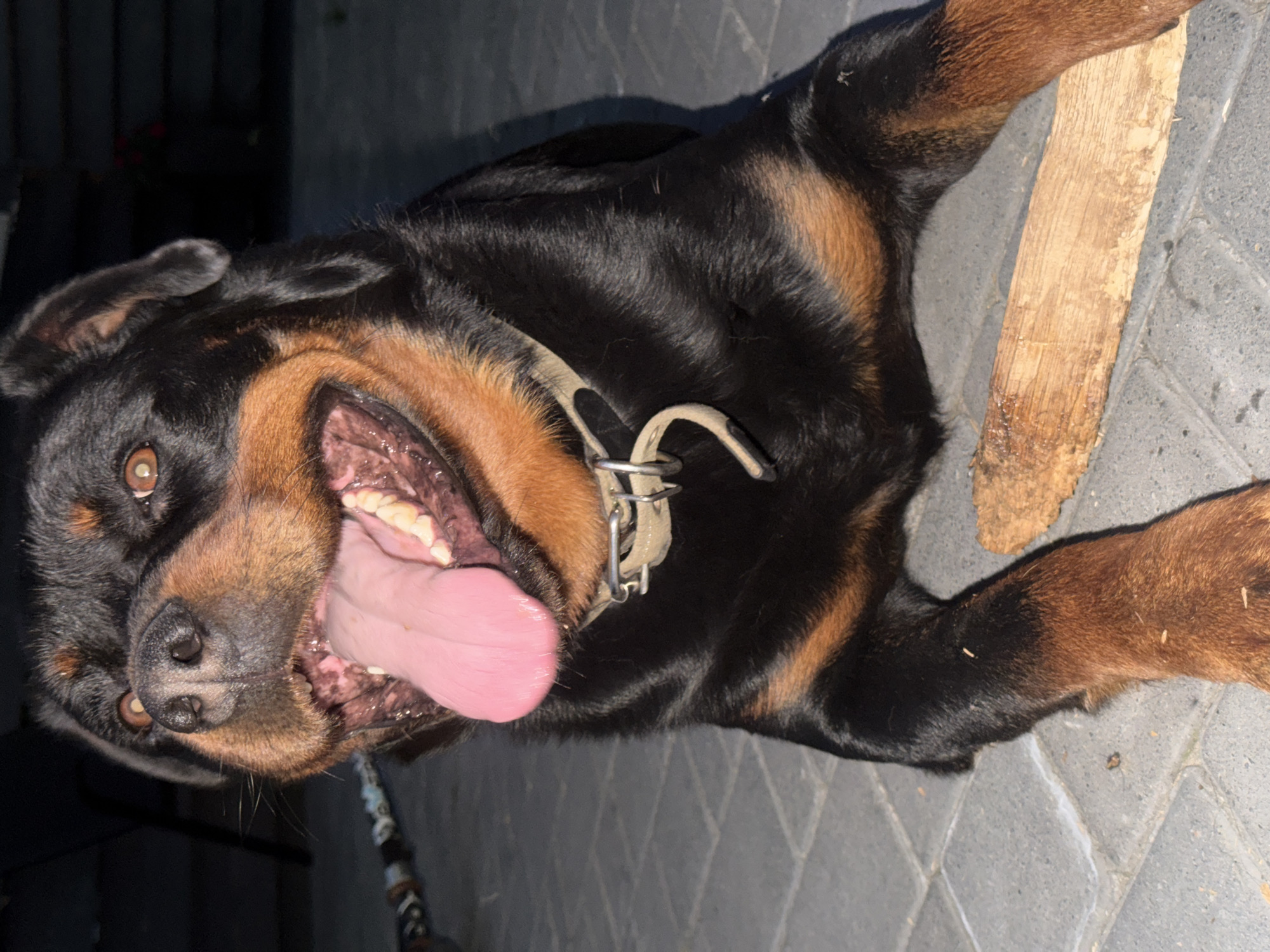 A Rottweiler dog is lying on a paved surface with its mouth open and tongue hanging out. The dog is black and tan with bright amber eyes. It is wearing a light-colored collar. A piece of wood is lying in front of the dog. The background is dark and out of focus, with some vertical elements suggesting a fence or building. The lighting appears to be artificial, casting shadows on the ground.