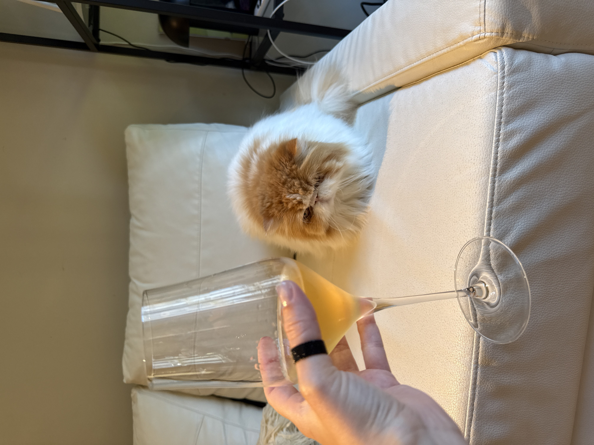 A white, beige, and orange Persian cat sits on a white leather couch with a person holding a long-stemmed glass partially filled with yellow liquid. The scene is indoors, possibly a living room. The cat is located behind the glass. A black metal shelf is partially visible in the upper left corner. The location, Barcelona, Spain, cannot be determined from the image.