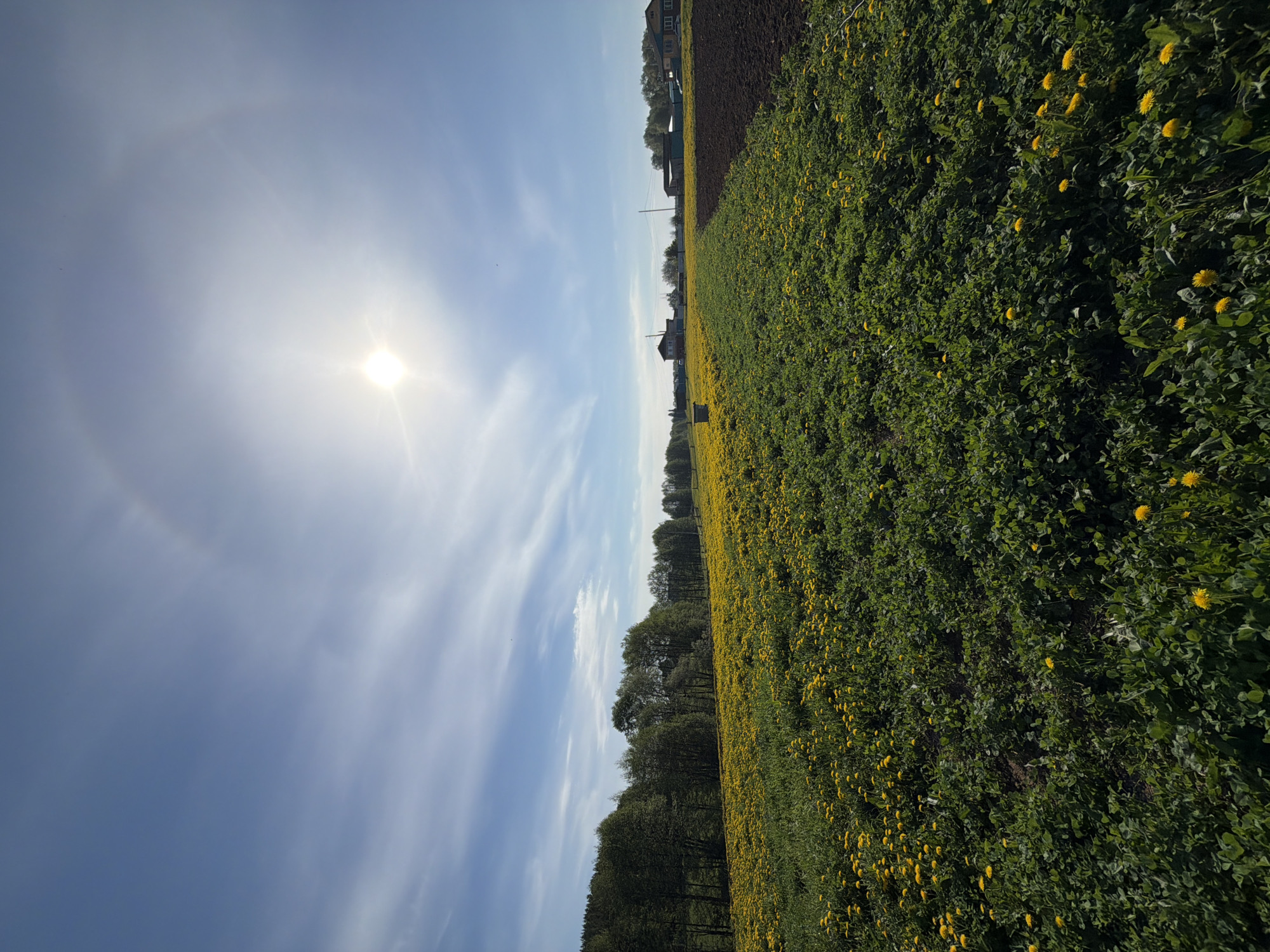 The image depicts a field of dandelions in Кадряково, Russia, under a bright blue sky with the sun shining prominently. Wispy clouds are scattered across the sky. The field of dandelions occupies a large portion of the frame, stretching out towards the horizon. A row of trees lines the edge of the field. Adjacent to the dandelion field is a plowed patch of dark earth. A cluster of buildings, possibly houses, can be seen in the distance near the plowed field.