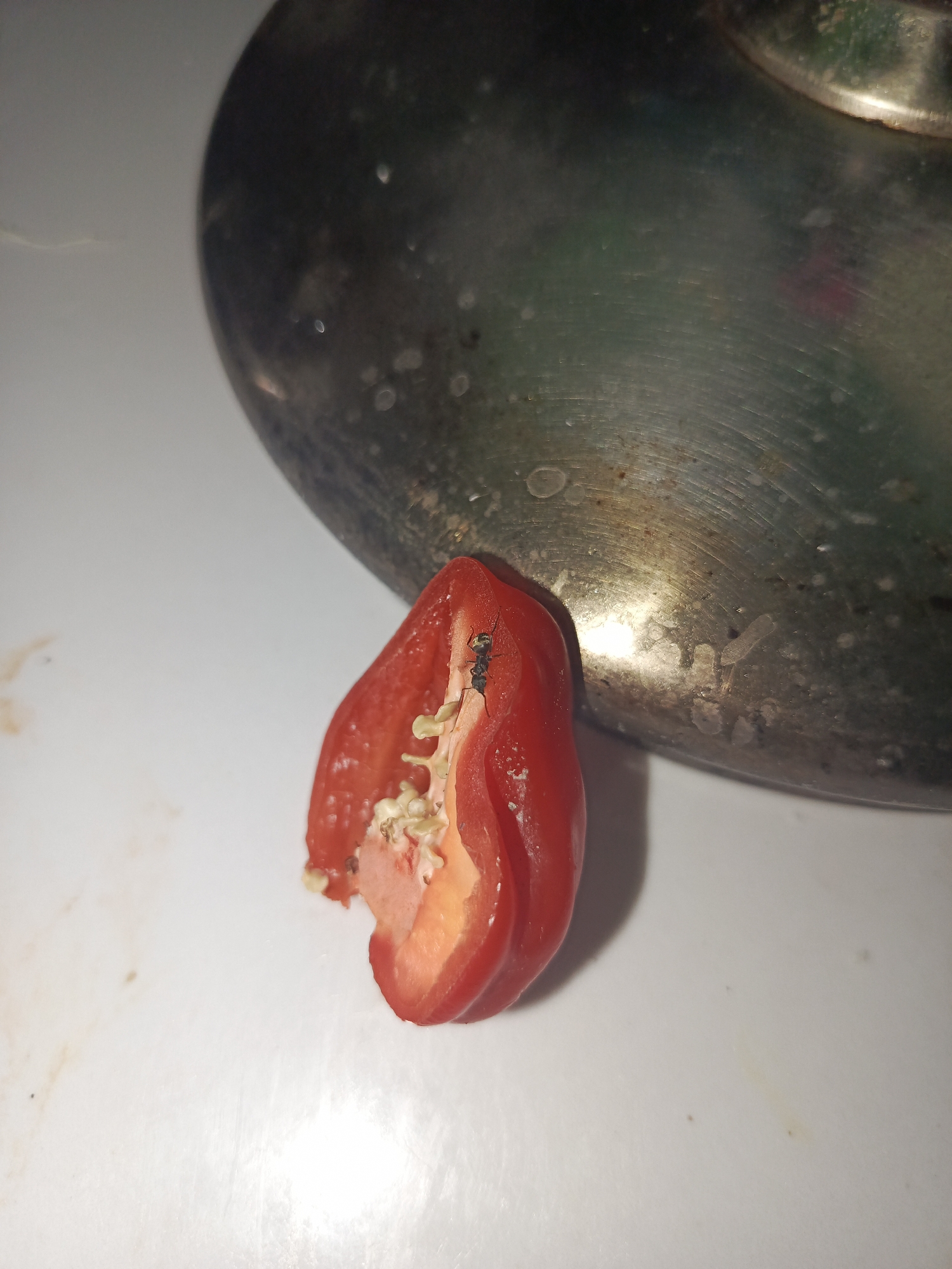 A partially eaten red pepper lies on a white surface next to a tarnished silver kettle. An ant is visible on the pepper. The photograph was likely taken indoors. The city of Tinaquillo, Venezuela is not apparent in this image.