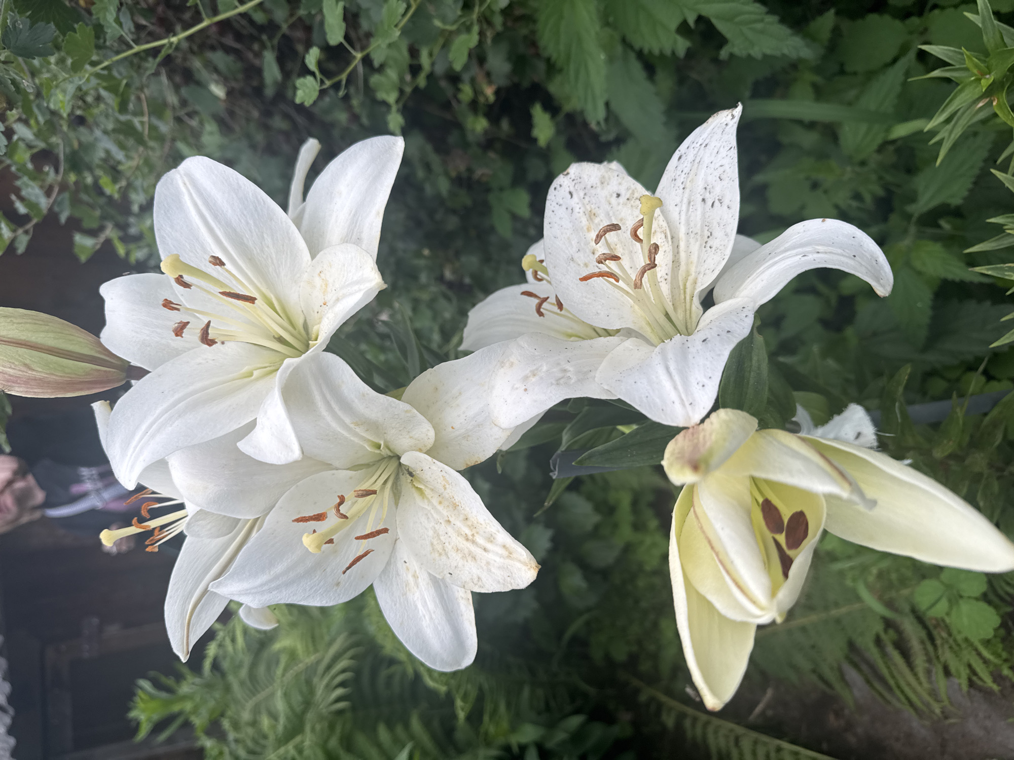 A close-up, eye-level shot captures a cluster of white lilies in bloom, with a person visible in the background. The lilies are the primary focus, with several fully opened flowers and one bud partially visible. The petals are a crisp white, with subtle brown speckles on some. The stamen of the open lilies are a light yellow, tipped with reddish-brown anthers. The background is a blur of green foliage, with hints of a wooden structure. The person in the background appears to be wearing a dark t-shirt. The overall scene suggests a garden setting, possibly in the city of Nozhovka, Russia. The lighting is natural, and the image has a shallow depth of field, emphasizing the lilies.