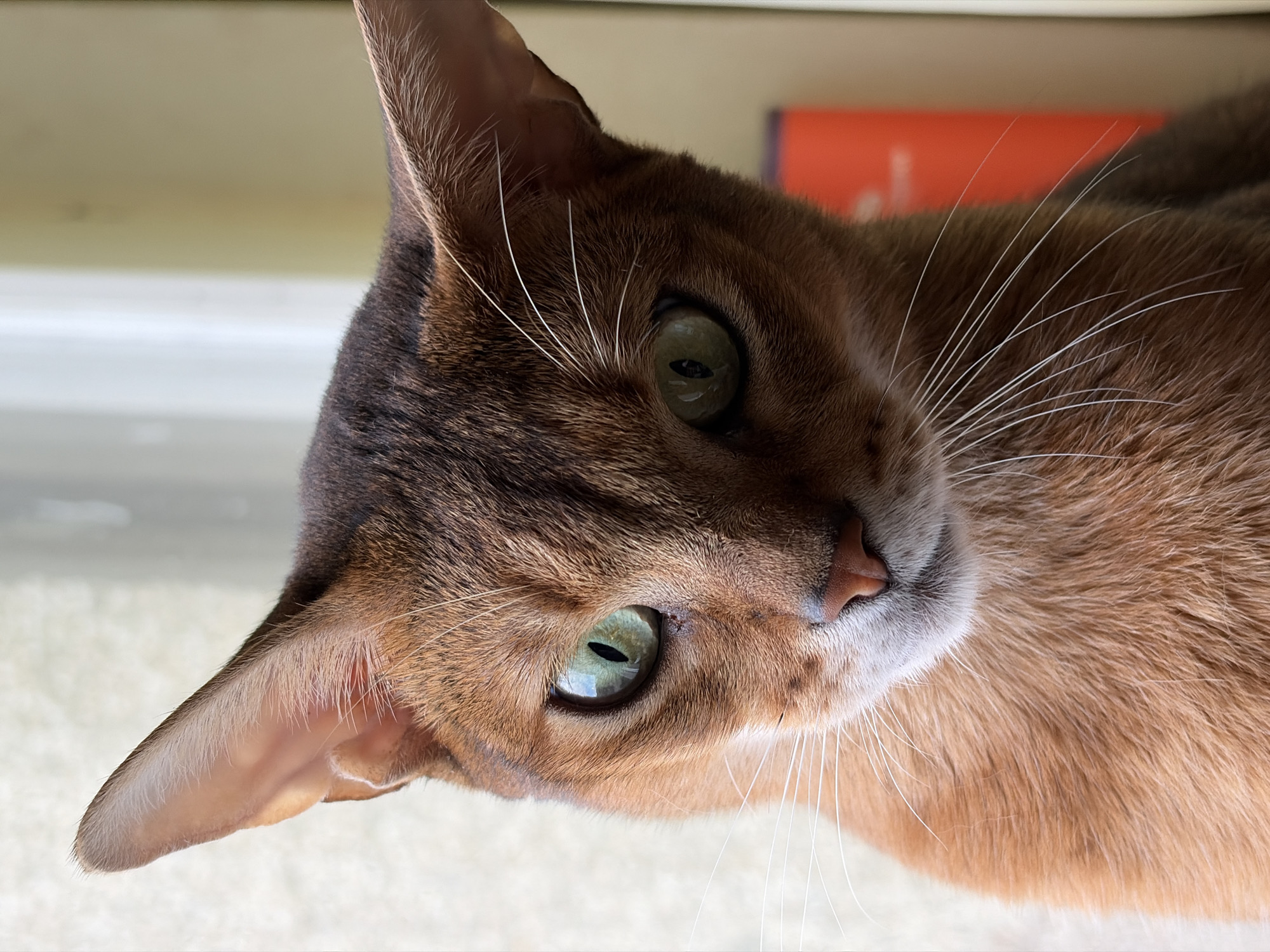 A close-up shot focuses on the face of an Abyssinian cat, with its head tilted slightly to the left. The cat's fur is a reddish-brown with dark tabby markings on its head and ears. Its large, almond-shaped eyes are a striking green with black pupils. The cat's pink nose is visible, along with long, white whiskers fanning out from its muzzle. The background is blurred, with vertical lines suggesting a window or blinds, and a hint of a bright orange object on the right. There is no information about the location in Chaikovsky, Russia.