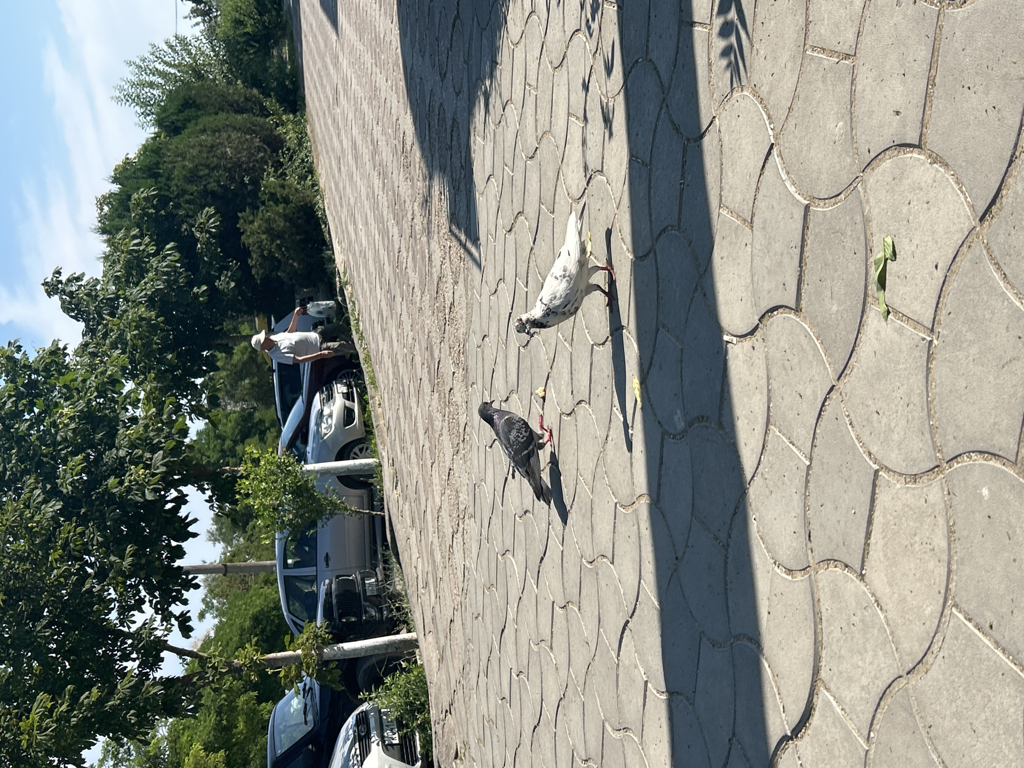 Two pigeons are on a paved walkway. One pigeon is white with black spots and is pecking at something on the ground. The other pigeon is dark gray and is standing near the white pigeon. The walkway is made of grey interlocking pavers and is partially shaded by trees. In the background, there are trees and several parked cars. A person in a white hat and shirt is visible near the cars, and appears to be interacting with one of the vehicles. The scene appears to be outdoors on a sunny day. The overall impression is one of a quiet, urban setting.