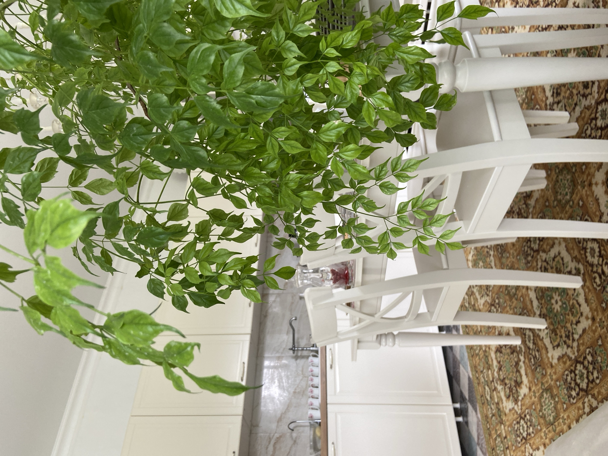 A bright, natural light photograph depicts a kitchen area with a dining table in the foreground. A large, leafy green plant hangs over the table, obscuring some of the view. The table is set with white chairs and a pitcher of red liquid. The kitchen features white cabinets and a tiled backsplash. A patterned rug lies on the floor. The image appears to be an interior shot within a residence.
