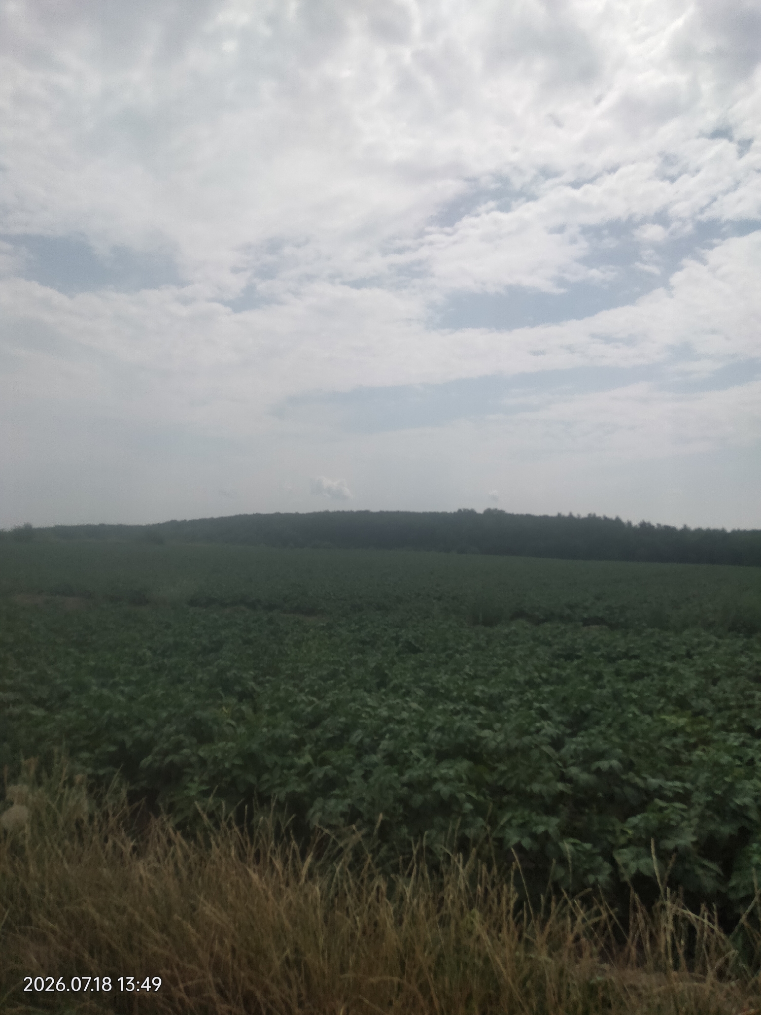 A wide shot shows a vast agricultural field in Dumnytsia, Ukraine, under a cloudy sky. The field is planted with dense, low-lying green crops, likely potatoes, stretching towards a distant, dark line of trees that forms the horizon. The foreground features dry, golden-brown grass and weeds. A timestamp in the bottom left corner reads "2026.07.18 13:49". The scene is devoid of people or any immediate human activity. The overall impression is one of rural expansiveness under a diffused, overcast light.