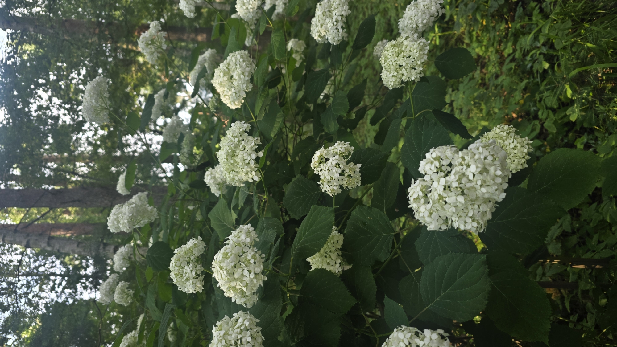The image displays a dense cluster of white hydrangeas in bloom, set against a backdrop of trees and foliage. The flowers are round and full, with numerous small petals. Large, dark green leaves surround the blooms, creating a lush, natural setting. In the background, the trunks of trees are visible, some with pale bark, suggesting a forest or park environment. Sunlight filters through the leaves, casting dappled light and shadows across the scene. The location is described as being in the city of Il’inskiy, Russia, a detail that adds specific geographic context to the image. The overall impression is one of natural beauty and tranquility, typical of a garden or wooded area during the blooming season.