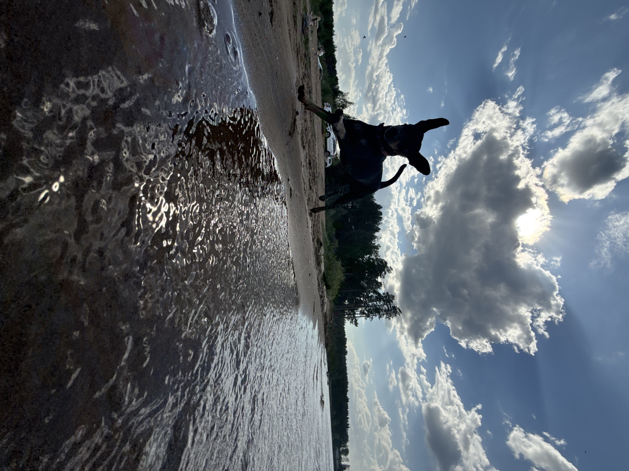 The image depicts a dog in mid-air, seemingly jumping or running on a beach. The scene is shot from a low angle, capturing the water's edge in the foreground. To the right, the dog is silhouetted against a sky filled with clouds and sunlight. The background includes a sandy beach, a line of trees, and what appears to be a forest in the distance. A couple of white vehicles (likely cars) are visible on the sand. The location is likely a beach in Chaikovsky, Russia, judging by the landscape.