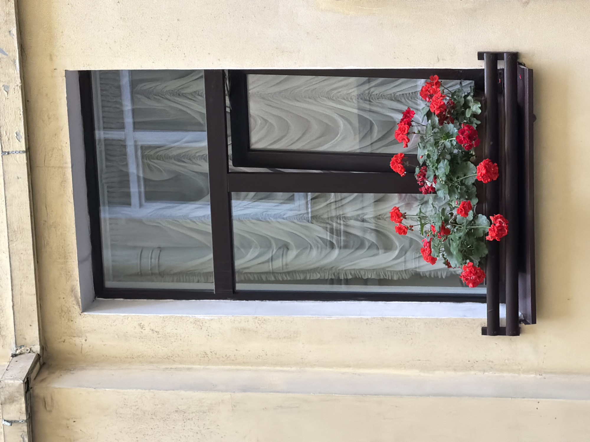 This is a medium shot, eye-level, outdoor, vertical photograph of a window box filled with bright red geraniums situated beneath a dark brown, double-paned window. The window is set into a weathered, pale yellow stucco wall. The window panes are covered by sheer, white curtains that are gathered in the center, creating a rippled effect. The window frame is dark brown, and the window box, also dark brown, is supported by two dark brown metal brackets. The wall has a textured surface and appears aged, with some discoloration and minor damage visible near the top edge. The overall scene suggests an urban environment, possibly in Saint Petersburg, Russia, given the architectural style and the presence of window boxes common in European cities. No people are visible in the image.