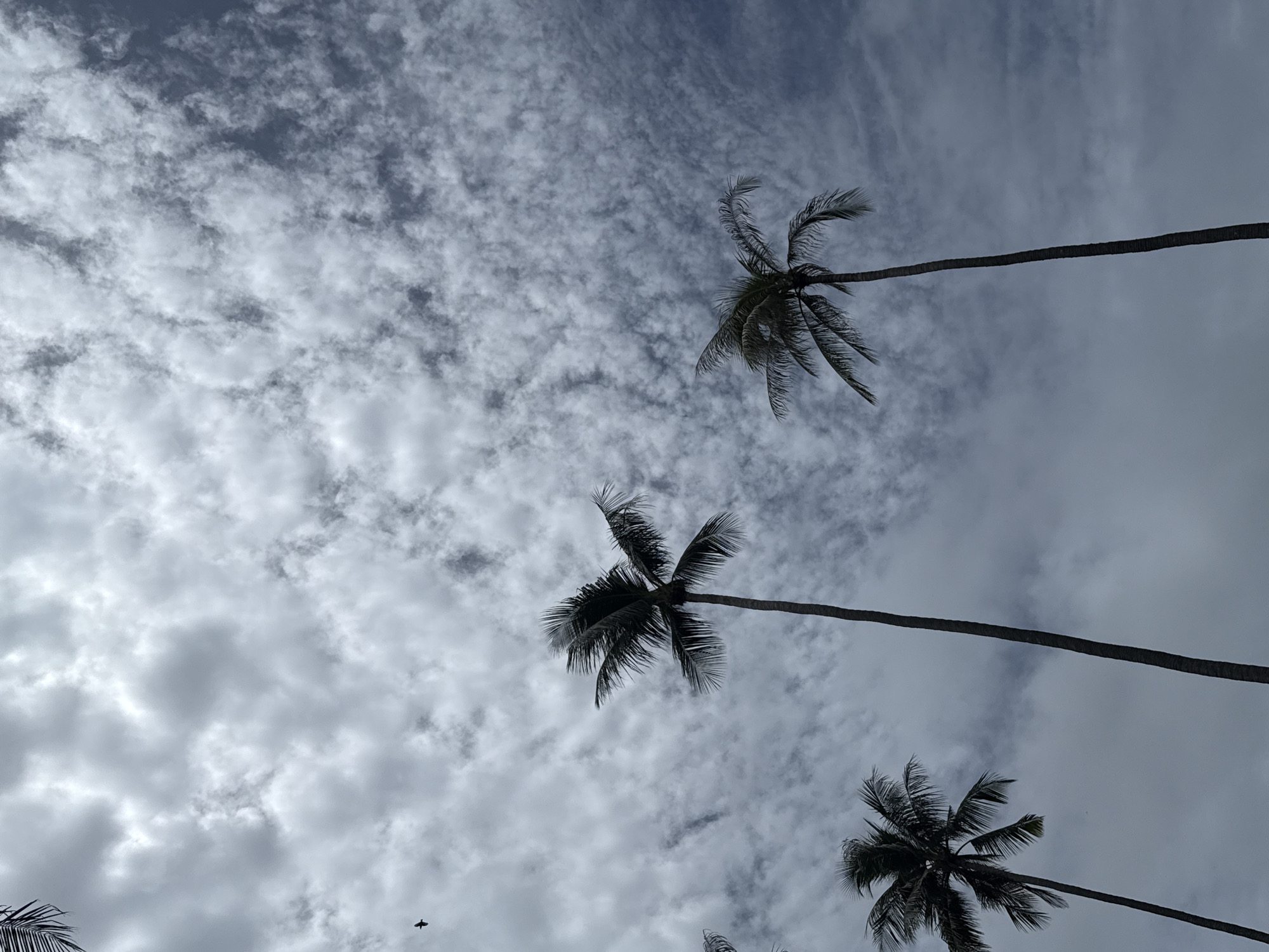 In Karon, Thailand, under a cloudy sky, four palm trees are silhouetted against the gray, diffused light. The fronds of the trees are dark and wispy, with the largest tree in the center reaching towards the sky with a slender trunk. To the left of the central tree, another palm tree is partially visible, its fronds spread wide. A third palm tree stands to the far left, its top just appearing in the frame. The fourth palm tree is visible to the right of the central tree, its trunk extending upwards. In the upper left portion of the image, a small bird is captured in flight against the textured clouds. The sky is filled with a variety of clouds, from fluffy white formations to darker, more spread-out gray layers. The overall scene conveys a sense of natural beauty and tropical atmosphere.