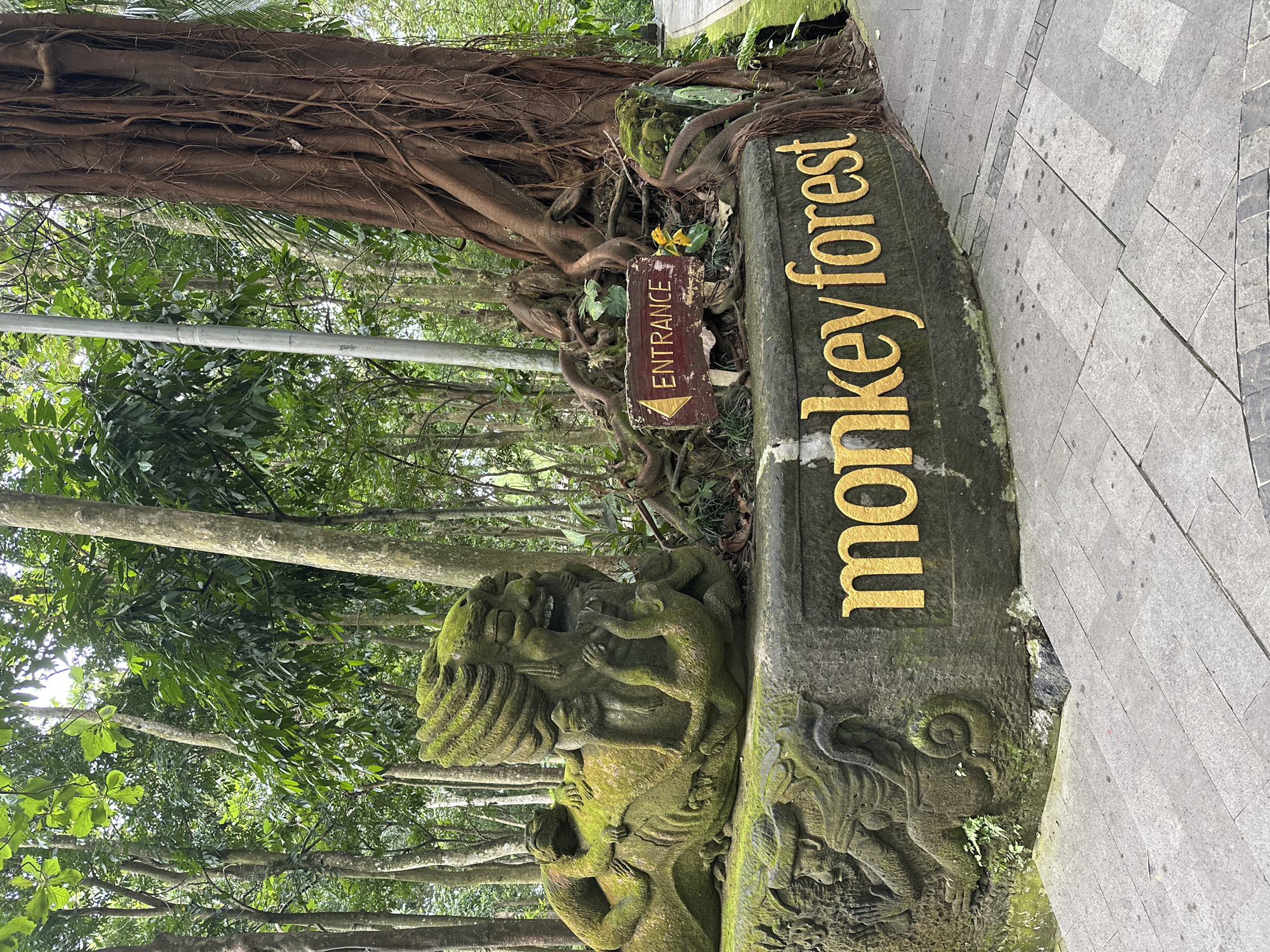 The image shows the entrance to the Monkey Forest in Ubud District, Indonesia. A stone sign with the words "monkey forest" in gold lettering is prominently displayed. The sign is partially covered in moss and located next to a stone statue of a figure with monkeys climbing on it, also covered in moss. Behind the sign and statue, a large tree with exposed roots is visible. An "Entrance" sign is also visible, tucked amongst the roots of the tree. The ground is paved with gray stones. The surrounding area is lush with green trees and foliage.