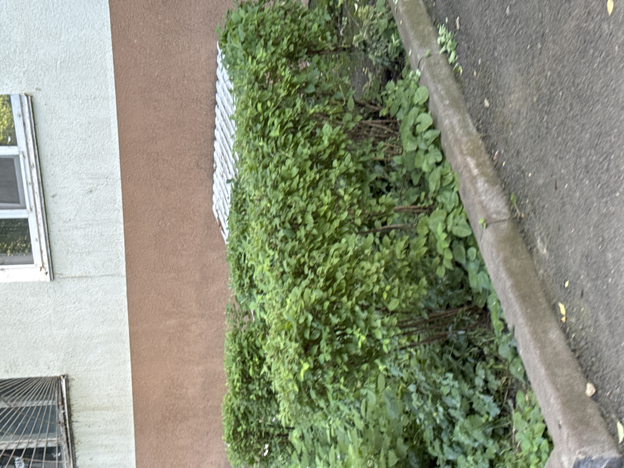 The image shows a close-up view of a section of a building with a green hedge and a concrete curb next to a paved surface. The building wall is painted in two colors: a light, textured beige and a darker, reddish-brown. A window with a metal grate is visible on the lower part of the light beige section. On the upper part of the light beige section, a window with a white frame is also visible. The hedge is dense and appears to be made up of many small, green leaves, with visible brown stems. The concrete curb is rough and weathered, with some small plants growing alongside it. The paved surface is dark gray and appears to be asphalt. The scene suggests an outdoor setting, possibly in an urban or suburban area. There is no visible text in the image. The lighting appears to be natural, suggesting daytime. The image is cropped in a way that focuses on the textures and colors of the building, hedge, and curb, with the paved surface occupying a significant portion of the right side of the frame. The overall impression is one of an exterior view of a building's facade and surrounding landscaping.