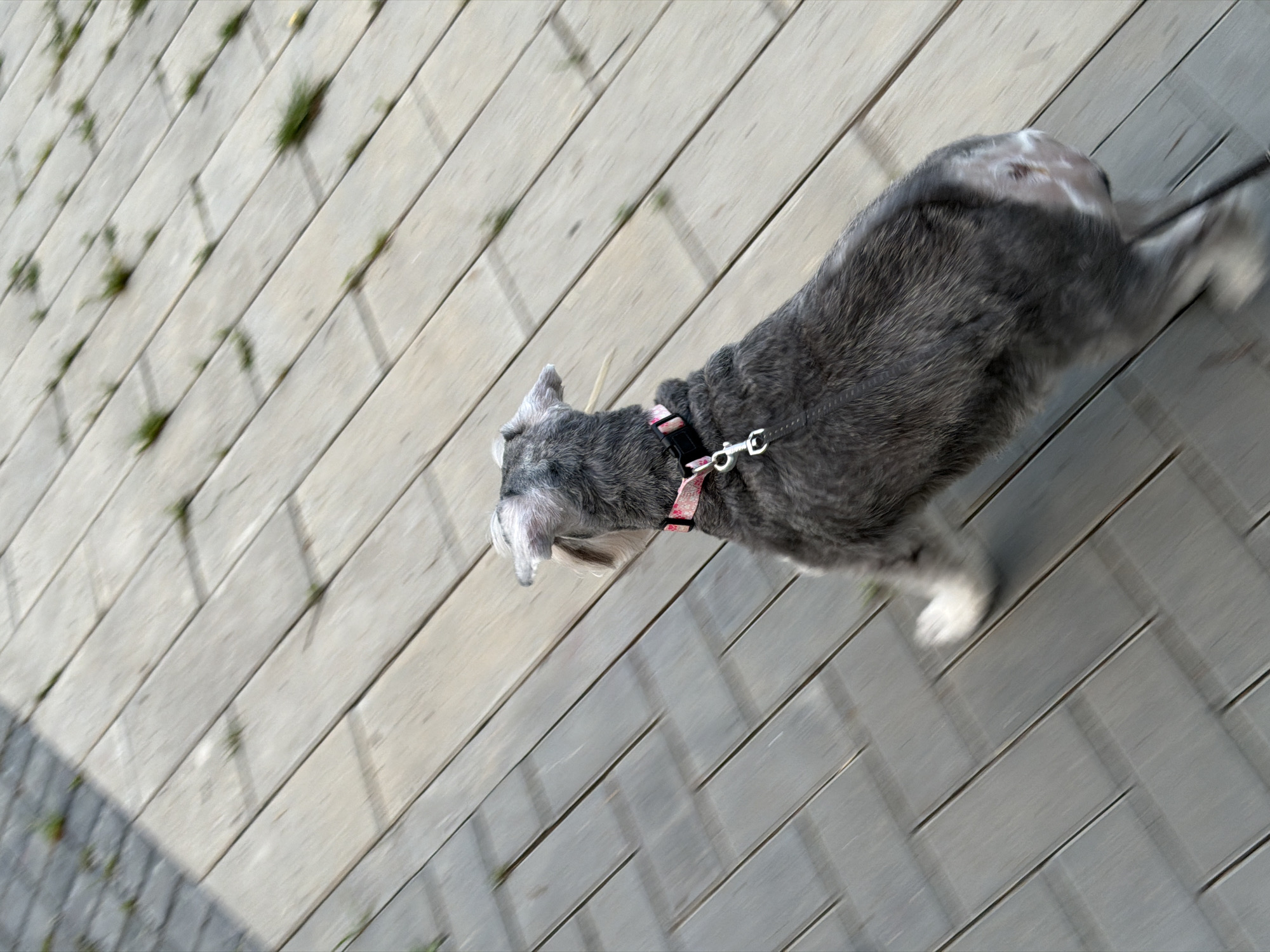 A grey Schnauzer dog is walking on a grey wooden boardwalk. The dog is wearing a pink collar with a black buckle. The boardwalk is lined with small patches of green grass. The photo appears to be taken from a high angle, possibly by someone walking behind the dog. The location is Chaikovsky, Russia.