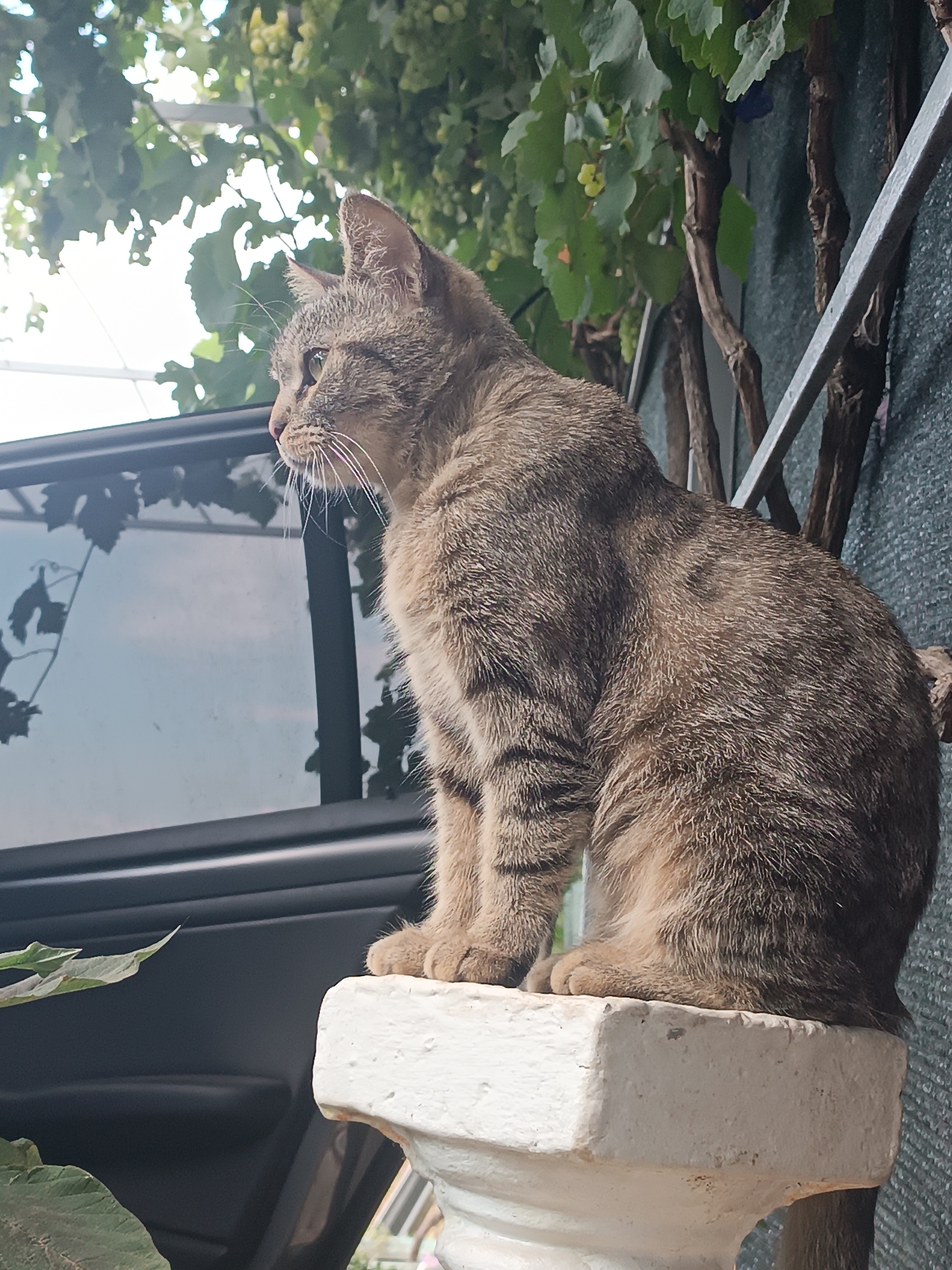 A tabby cat is perched on a white pedestal, looking to the left. The cat has grey and brown striped fur, with green eyes. It is sitting upright on its haunches, with its front paws resting on the edge of the pedestal. The background is out of focus, but appears to be a garden with green leaves and vines. To the left of the cat is a dark-colored car door, with a reflection of leaves and sky on its surface. A metal railing runs along the right side of the image. The scene appears to be outdoors, likely in a residential area. No specific location in the city of Vypasne, Ukraine can be determined from the image alone.