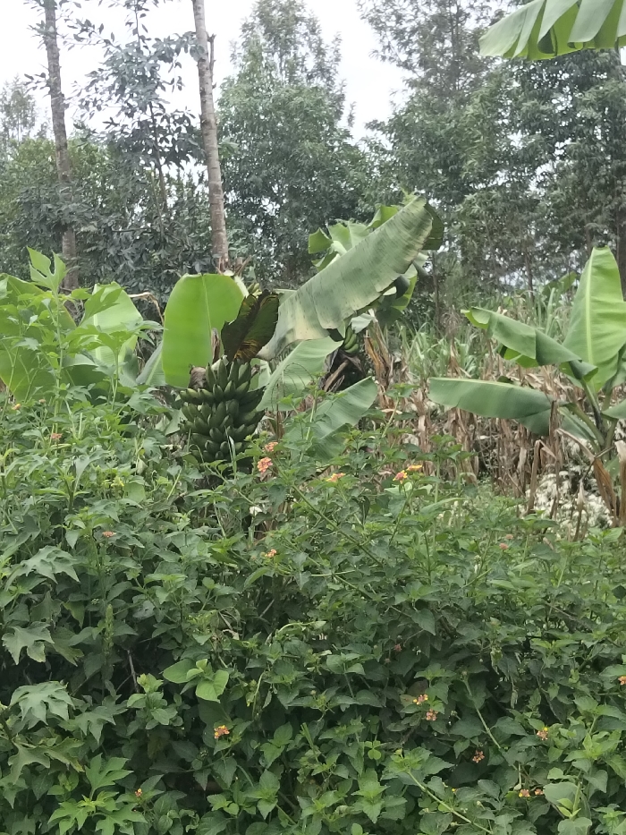 The image depicts an outdoor agricultural landscape within Nyansiongo ward, Kenya. The foreground is densely populated with various green leafy plants and bushes, some bearing small clusters of orange-yellow flowers. In the midground, a large bunch of green, unripe bananas hangs from a banana plant, characterized by its prominent, broad green leaves. Additional banana plants and other green vegetation are visible. To the right of the banana plants, tall, dried stalks, consistent with mature maize or sorghum, are present. The background features several tall, slender tree trunks with sparse green foliage, presumably part of a larger stand of trees that form a dense green canopy against a uniformly white, overcast sky. No people or animals are visible in the static scene.