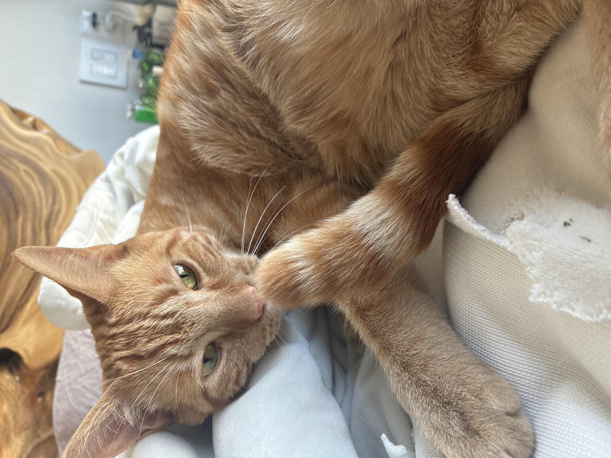 A ginger tabby cat is lying down on a white blanket. The cat's head is tilted to the left, and its paw rests on its face. The cat has green eyes and a striped forehead. Part of a wooden chair is visible in the background, along with a blurred white wall with electrical fixtures. The location is unspecified, and there is no indication of the city of Huixquilucan de Degollado, Mexico.