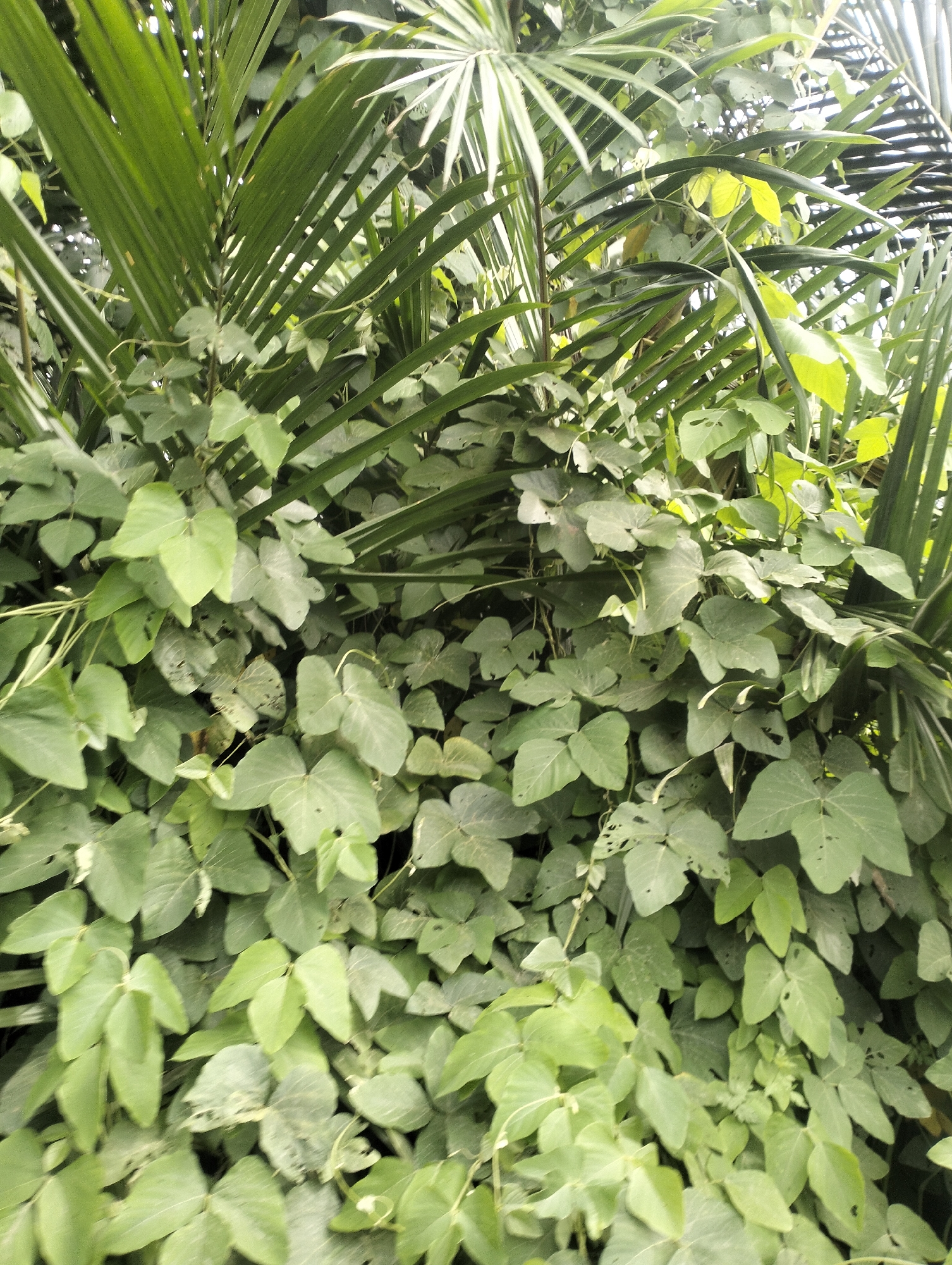 The image is a close-up, eye-level, vertical shot of dense foliage, dominated by various shades of green. In the upper portion, elongated, narrow green leaves, consistent with palm fronds, fan out from the top and right sides. Intertwined with these are numerous heart-shaped to ovate green leaves of a climbing vine, which form a thick, textured layer across the majority of the frame. Some of these leaves show slight discoloration or wear, with a few small holes visible. The lighting suggests an outdoor environment, with dappled light filtering through the leaves, creating subtle variations in brightness and shadow. There are no people or animals visible in the image. The scene appears to be in a garden or a natural overgrowth area, characteristic of the tropical climate found in Cotseutui, Indonesia.