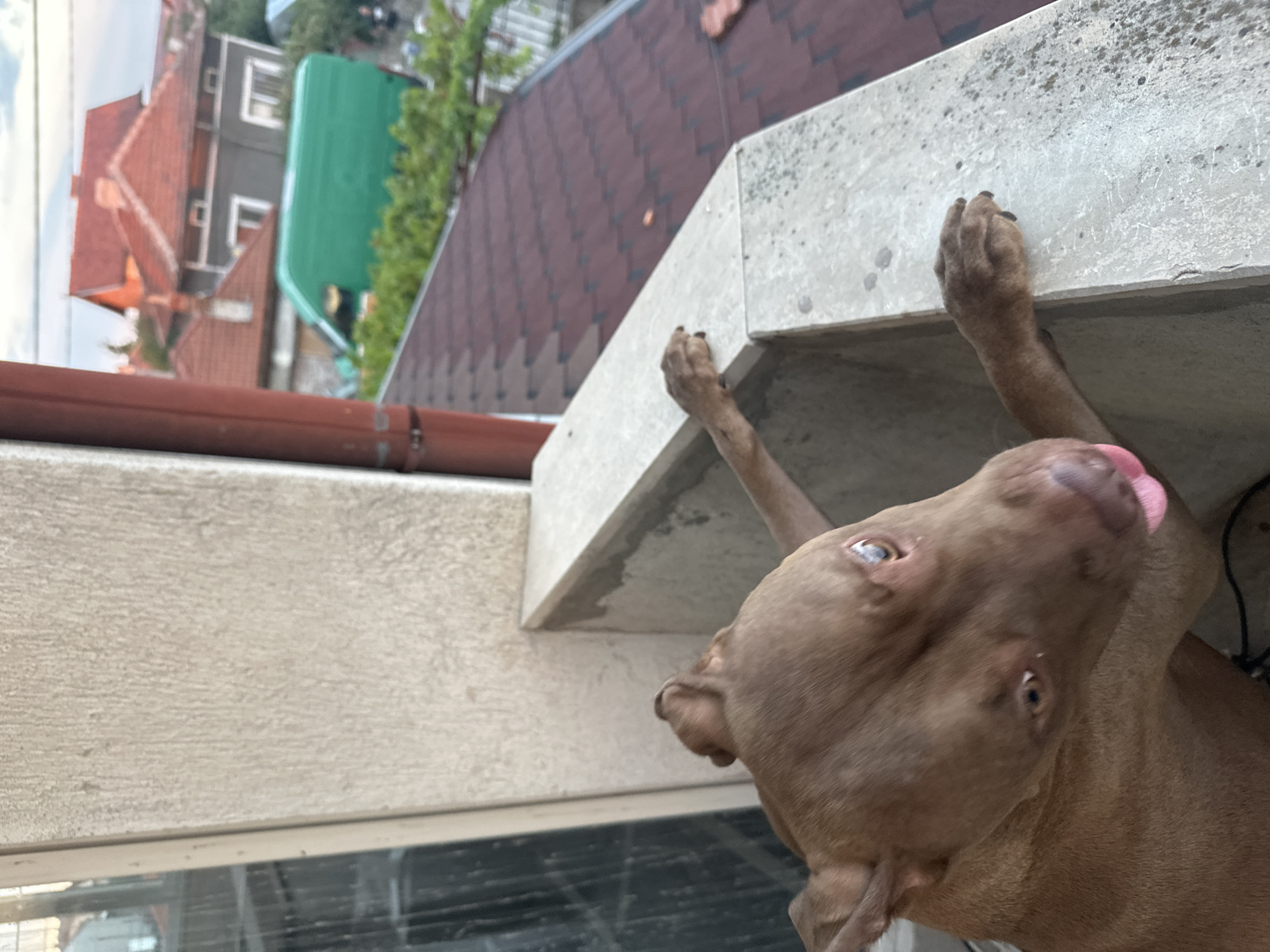 A brown dog with its tongue sticking out is perched on a concrete balcony, looking out at a city landscape. The dog has its front paws resting on the balcony railing. In the background, red-tiled roofs of houses are visible, along with a bright green van. The sky is overcast. The image was taken in Malevo, Bulgaria.