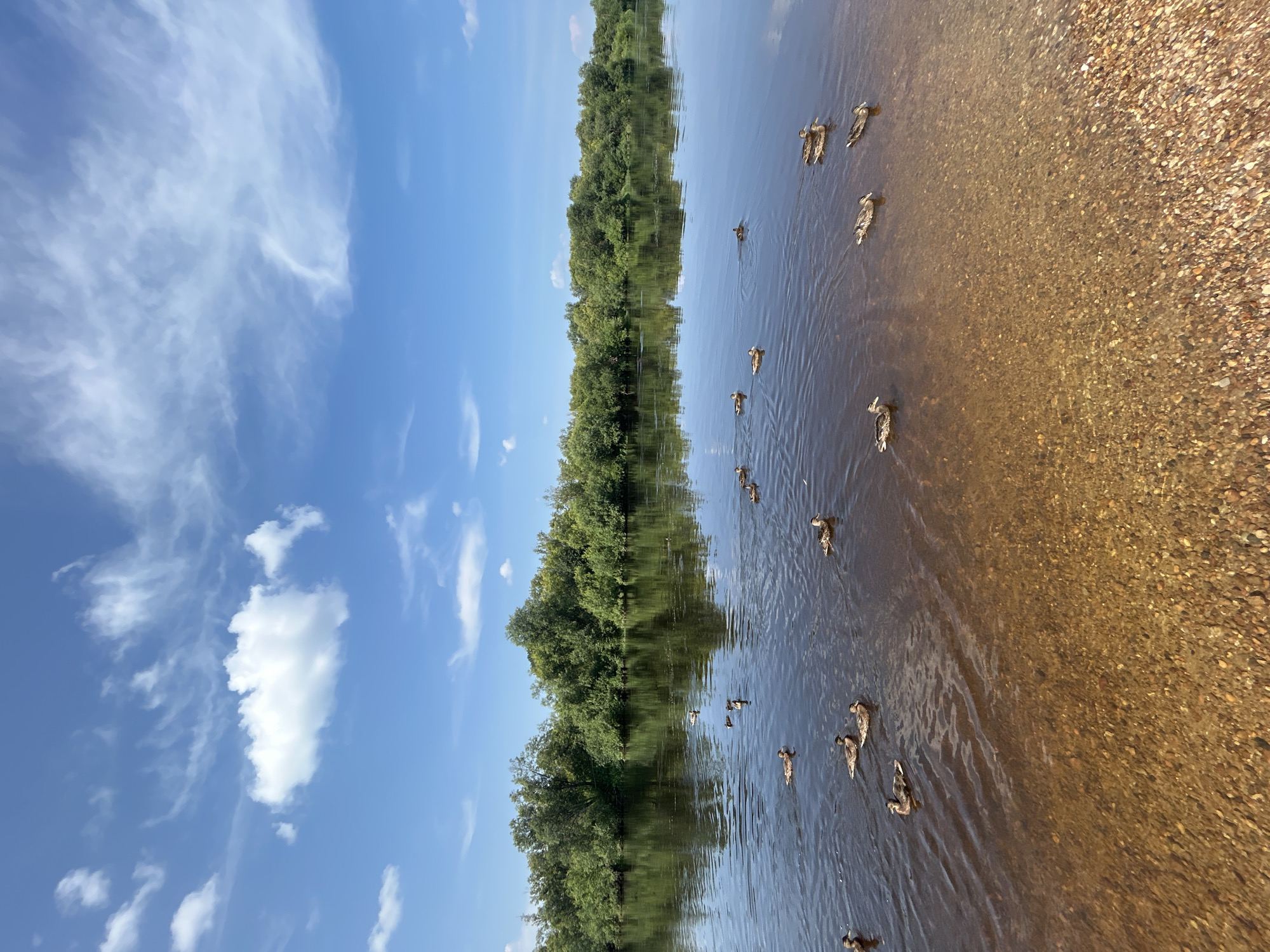 The image depicts a serene natural landscape with a wide river flowing through it. The river's surface is calm, reflecting the blue sky dotted with white, wispy clouds. Along the riverbank, a dense line of lush green trees and vegetation forms a natural backdrop. In the foreground, the shallow water reveals a bed of pebbles. A group of ducks are swimming in the river, some in closer proximity to the shore, while others are further out. The scene suggests a peaceful day in a natural environment, possibly within or near the city of Krasnovishersk, Russia, given the context.