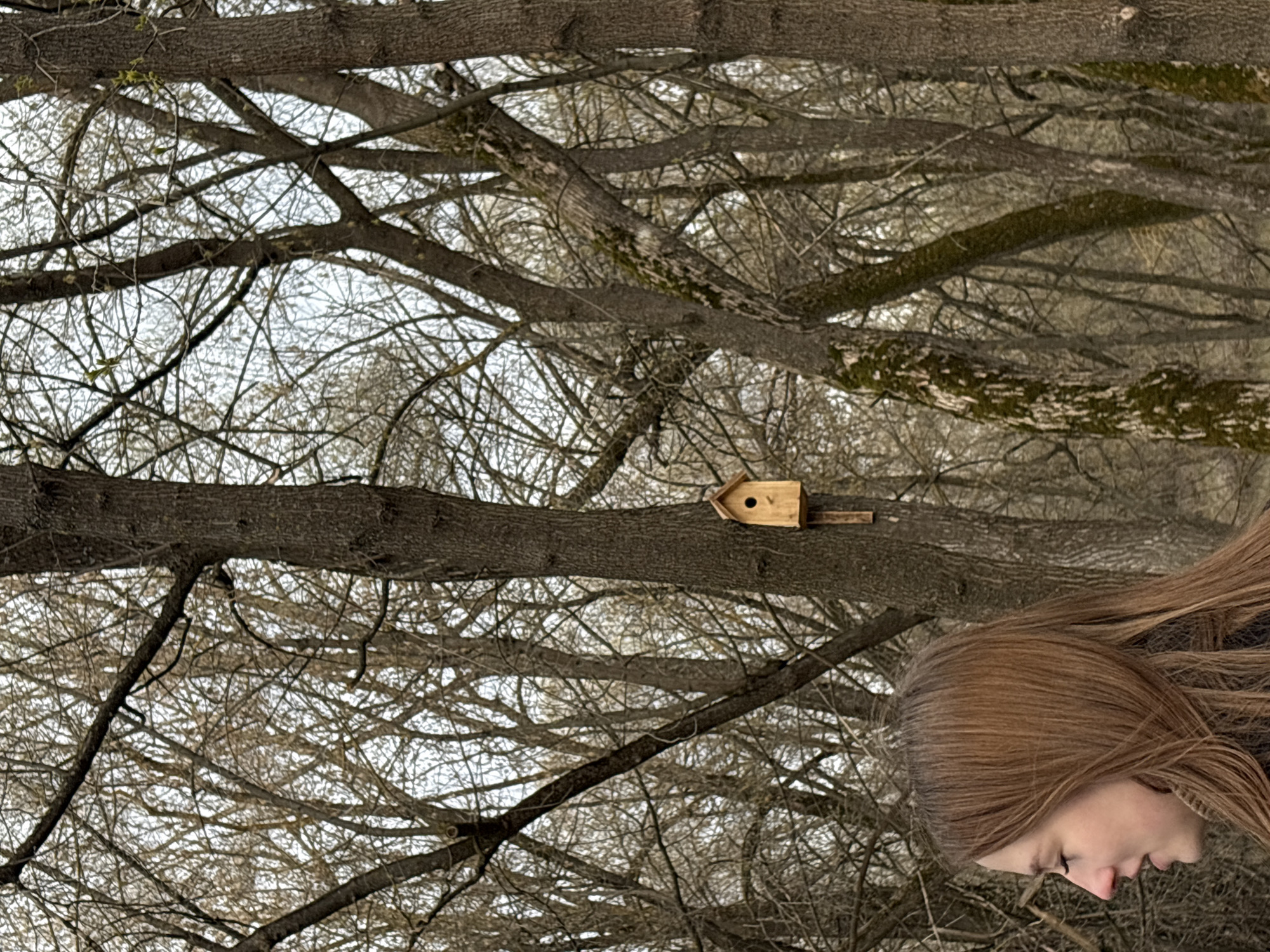 The image captures a serene outdoor scene, appearing to be rotated 90 degrees clockwise from its natural orientation, likely in a park or forest in Kazan, Russia. In the lower right foreground, a young person with long, reddish-brown hair is seen in profile, looking downwards with a contemplative expression. Their face is partially obscured by their hair, suggesting a moment of quiet observation.
The background is dominated by a dense network of bare tree branches and thick tree trunks, indicative of late autumn, winter, or early spring. The sky, visible through the intricate pattern of branches, is bright and overcast, casting soft, diffused light across the scene. A small, light-colored wooden birdhouse, shaped like a miniature house with a circular entrance, is prominently attached to a thick tree trunk in the mid-ground, to the left of the person. Some tree trunks exhibit patches of moss, adding to the natural detail. There is no visible text in the image. The scene conveys a peaceful and natural atmosphere during daytime.
